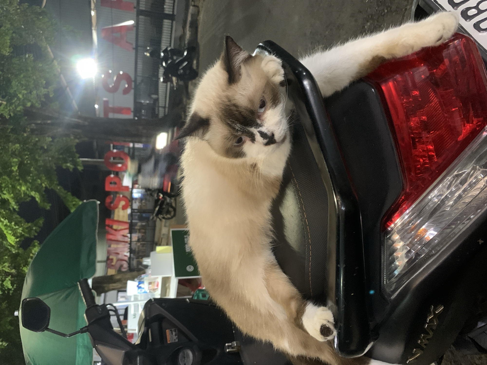 A brown-and-white cat is lying on the seat of a black moped in Tamansari, Indonesia. The cat is draped over the backrest of the seat and has a paw resting on the red taillight. In the background, there is a street with shops and trees. A green umbrella is situated near the moped. A sign reading "SAKI SPORT" is visible on a nearby building.