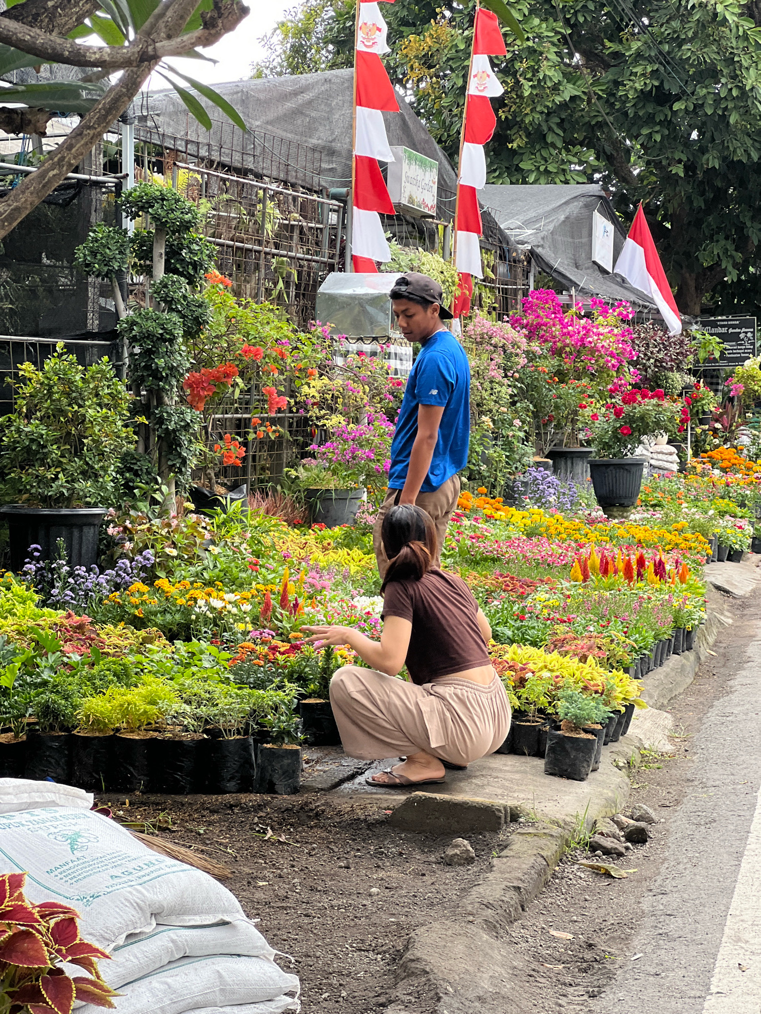 In Denpasar, Indonesia, a street-side plant nursery is depicted, teeming with a vibrant array of flora. A young man, wearing a blue t-shirt and a black baseball cap, stands near the center of the frame, looking down and to his left. To his right, a woman is crouched, facing away from the viewer, her hands near the plants. She is wearing a brown crop top and tan pants. The nursery displays a colorful selection of flowers in various stages of growth, including bougainvillea, marigolds, and ornamental foliage, arranged in black plastic pots and bags along a paved walkway. The background reveals a structure covered with a grey tarp, adorned with Indonesian flags. Stacks of white sacks, possibly containing fertilizer or soil, are visible in the foreground. The scene is set on a street with a grey asphalt surface and a concrete drainage channel.