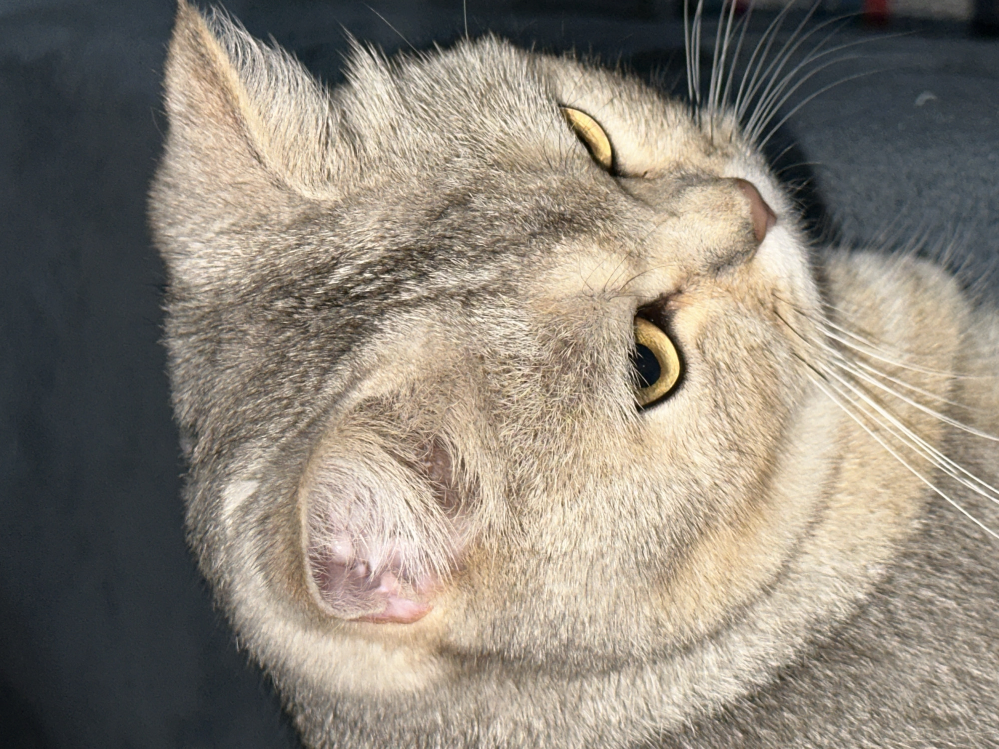 A close-up, vertical shot shows the face of a silver tabby cat against a dark background. The cat's fur is detailed, with distinct stripes of gray and lighter brown. Its large, golden eyes are partially closed, giving it a stern or sleepy expression. The cat's pink nose is visible, along with long, white whiskers that fan out from its muzzle. The left ear of the cat is also visible, appearing slightly folded. The lighting highlights the texture of the cat's fur and the sheen of its eyes. The environment is dark and indistinct, suggesting an indoor setting with low light. There are no people or other animals in the frame. The overall impression is a portrait of a feline subject.