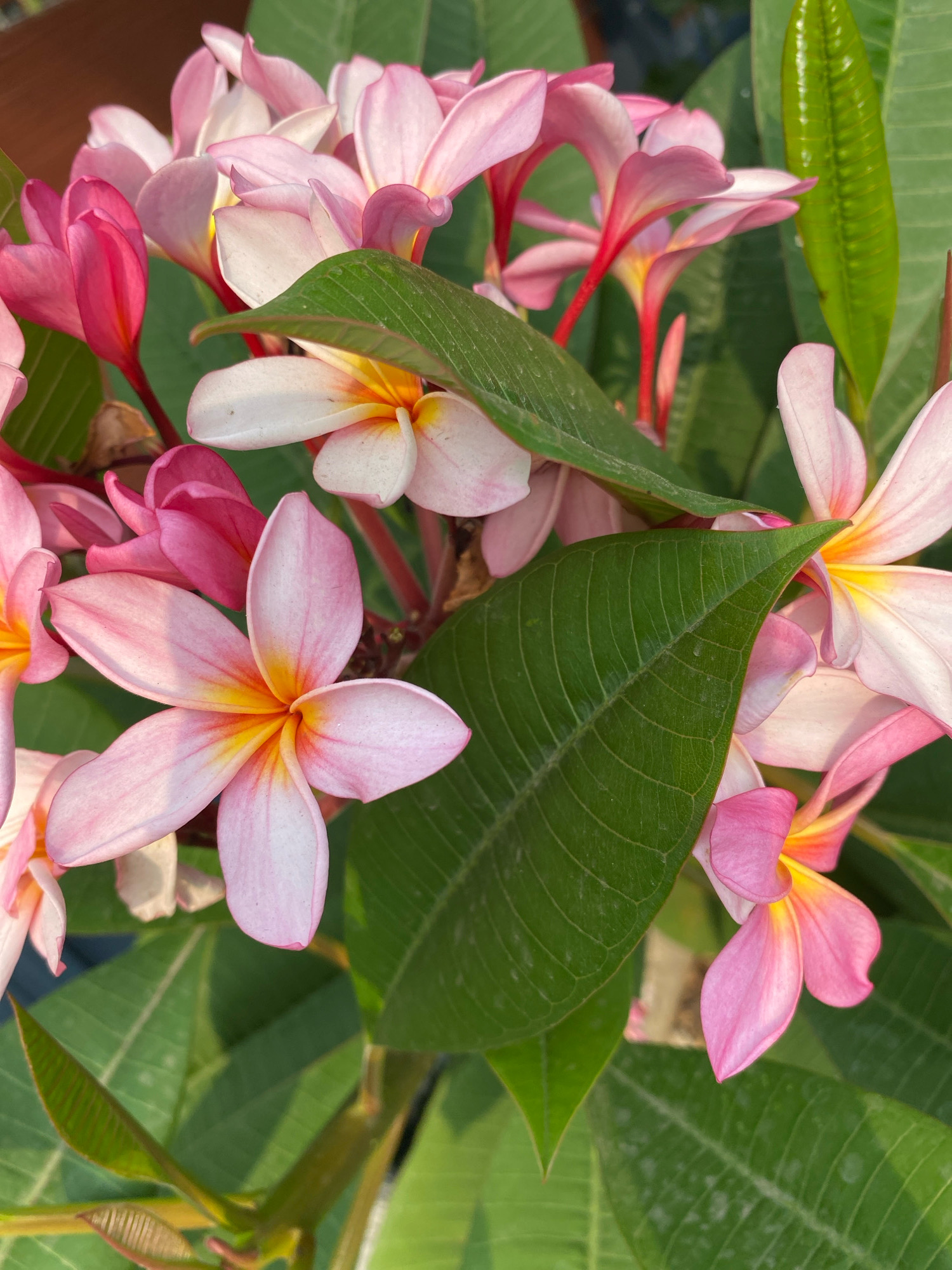 The image is a close-up shot of a cluster of pink and white plumeria flowers with yellow centers, interspersed with lush green leaves. Some of the flowers are in full bloom, revealing their delicate petals, while others are still in bud form. The lighting suggests it is daytime, with sunlight highlighting the textures of the petals and leaves. The background is blurred, with hints of a brown pot and more greenery, indicating the flowers are likely in a garden or potted setting. The scene is serene and natural. There are no people visible in the image. The image does not contain any identifiable landmarks or features that would allow for its specific location to be determined within Bandung City, Indonesia.