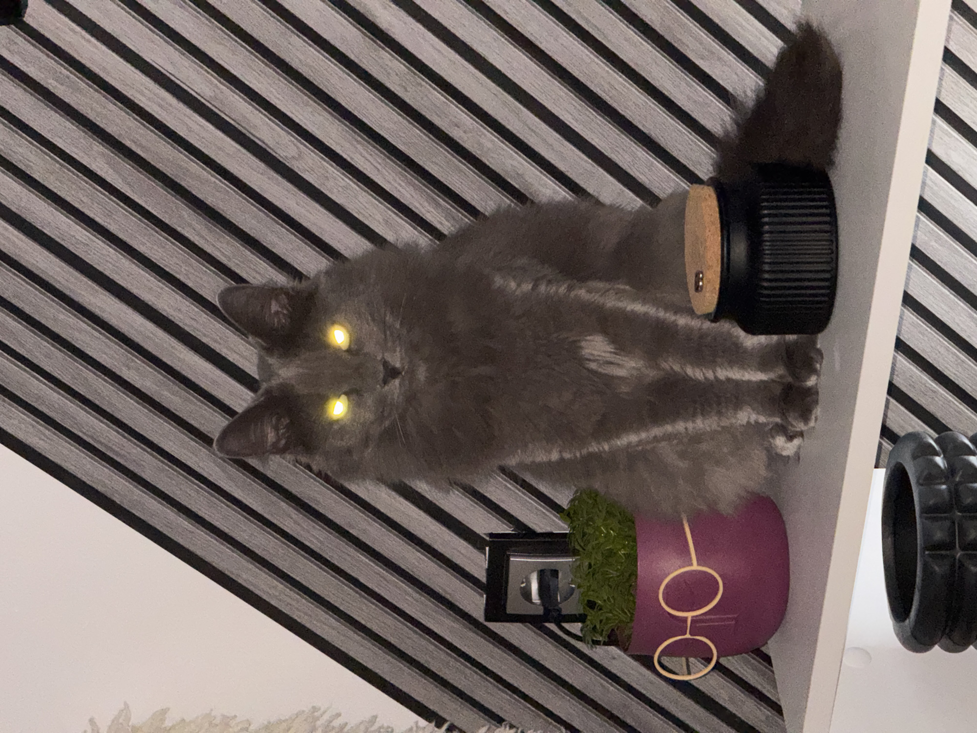 The image displays a grey, fluffy cat lying on a surface in an indoor setting, likely a home in Varna, Bulgaria. The cat is the primary subject, positioned centrally, looking directly at the camera with striking, bright yellow eyes, characteristic of flash reflection in low light. Its fur appears soft and dense.
Behind the cat, the wall features a distinct pattern of alternating black and light grey or white horizontal stripes. To the cat's right, on a white shelf, a black, ribbed cylindrical object with a light-colored, possibly cork, top and a small metallic pin is visible. Below the cat's body, a purple pot holds artificial green grass. A decorative, spectacles-shaped wire ornament hangs on the side of this pot. An electrical outlet with a plug inserted is partially visible next to the pot. Further to the right, on the same white shelf, a black textured foam roller is also present.
The scene suggests a quiet, domesticated environment. The cat appears calm, and there is no specific activity taking place beyond its relaxed posture. No text is visible in the image. The time of day is not explicitly clear, but the glowing eyes of the cat suggest the use of a camera flash, implying indoor or low-light conditions.
