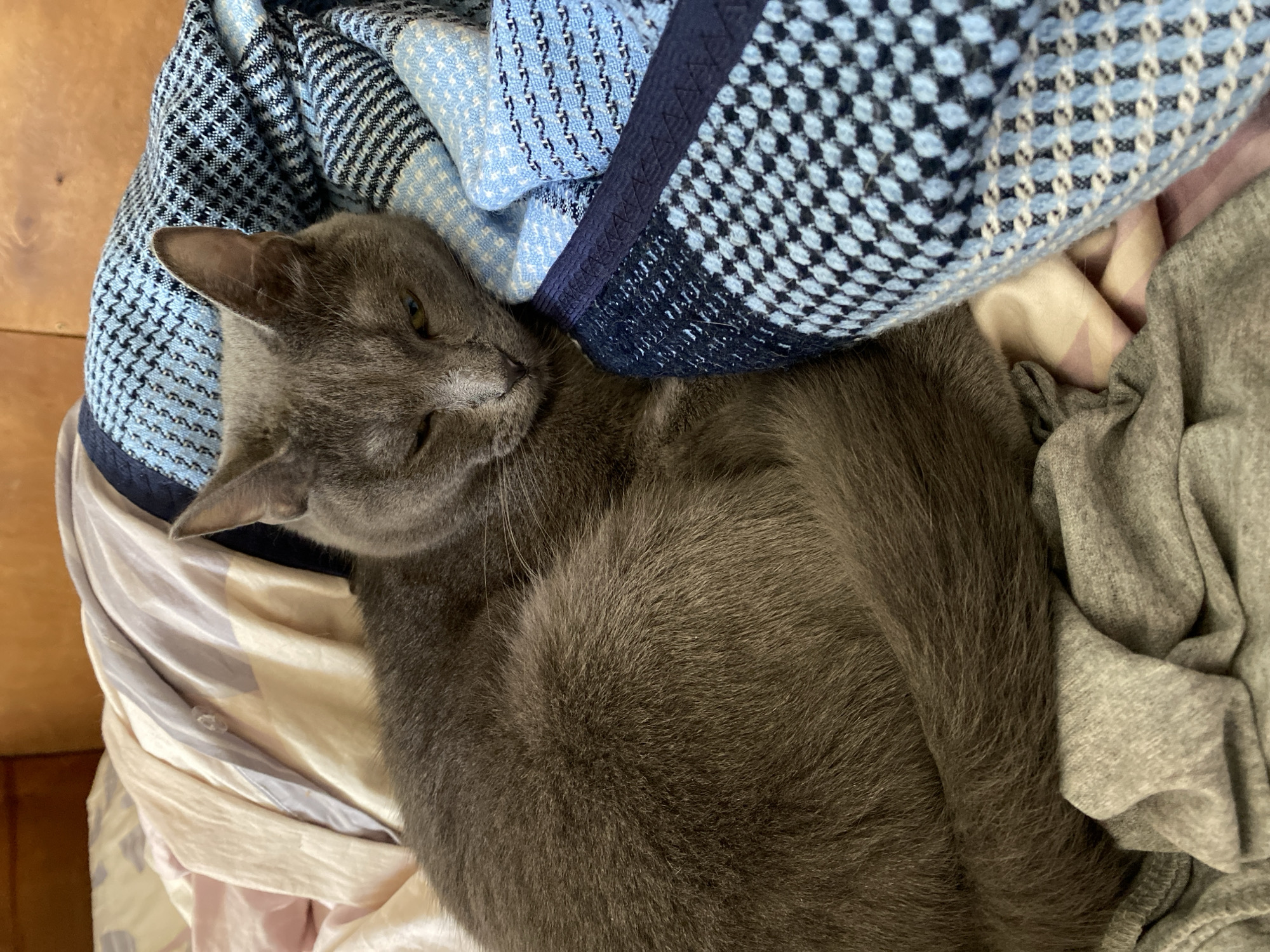 A gray cat is curled up on a bed. The cat is lying on its side, with its tail wrapped around its body. The cat's eyes are partially closed, and its head is resting on a blue and white patterned blanket. The background is out of focus, but appears to be a wooden headboard and a pink and white striped sheet.