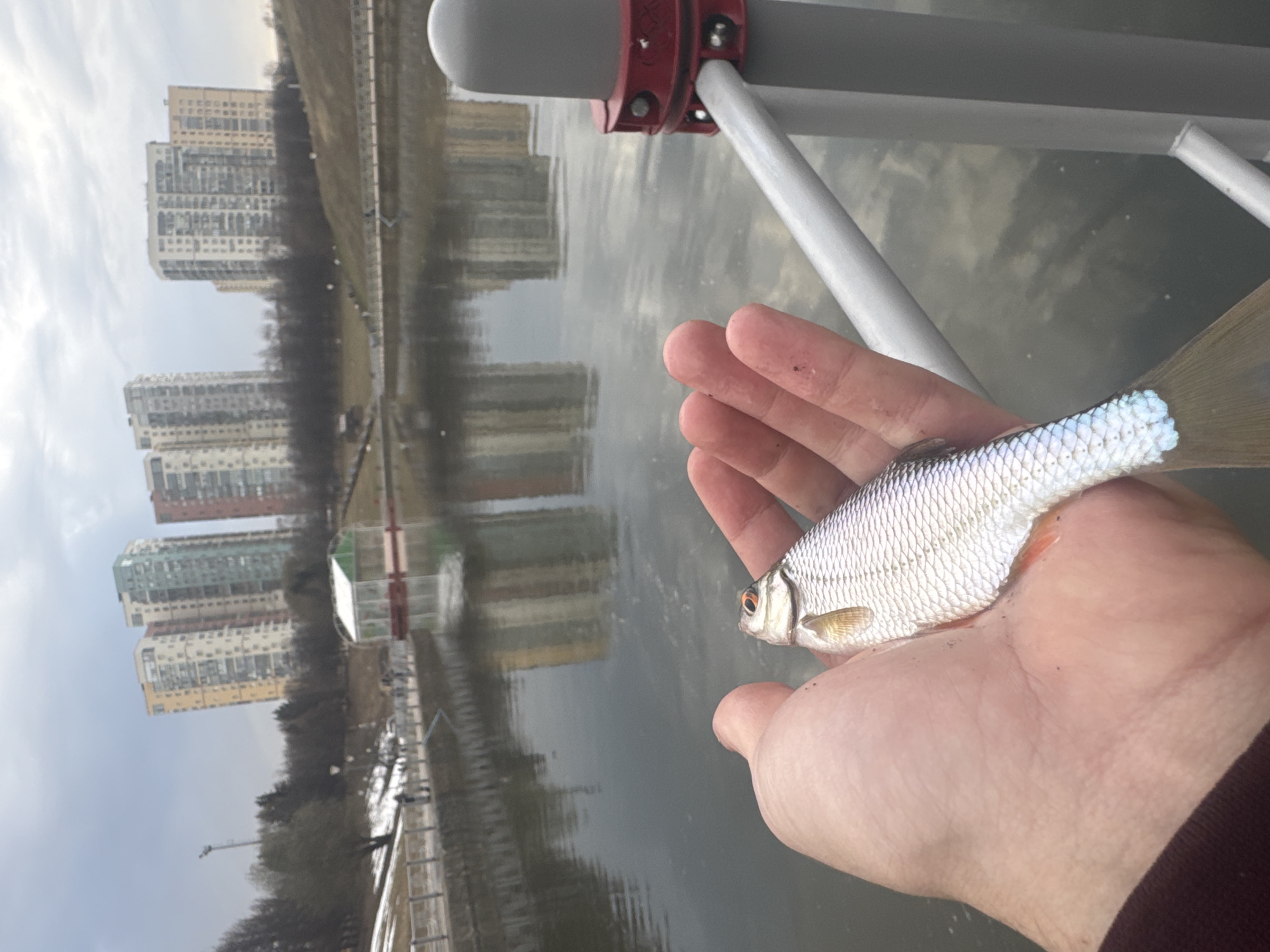 A hand holds a small fish against the backdrop of a body of water in Moscow, Russia. The water reflects buildings and the sky. Above the hand, a metal railing with a red and gray fixture is visible. The fish is silver with a hint of pink near the gills and a translucent tail. The hand is fair-skinned and appears to belong to a person wearing a dark-colored sleeve. The buildings in the background are tall apartment complexes with multiple stories and varying colors. The sky is overcast.