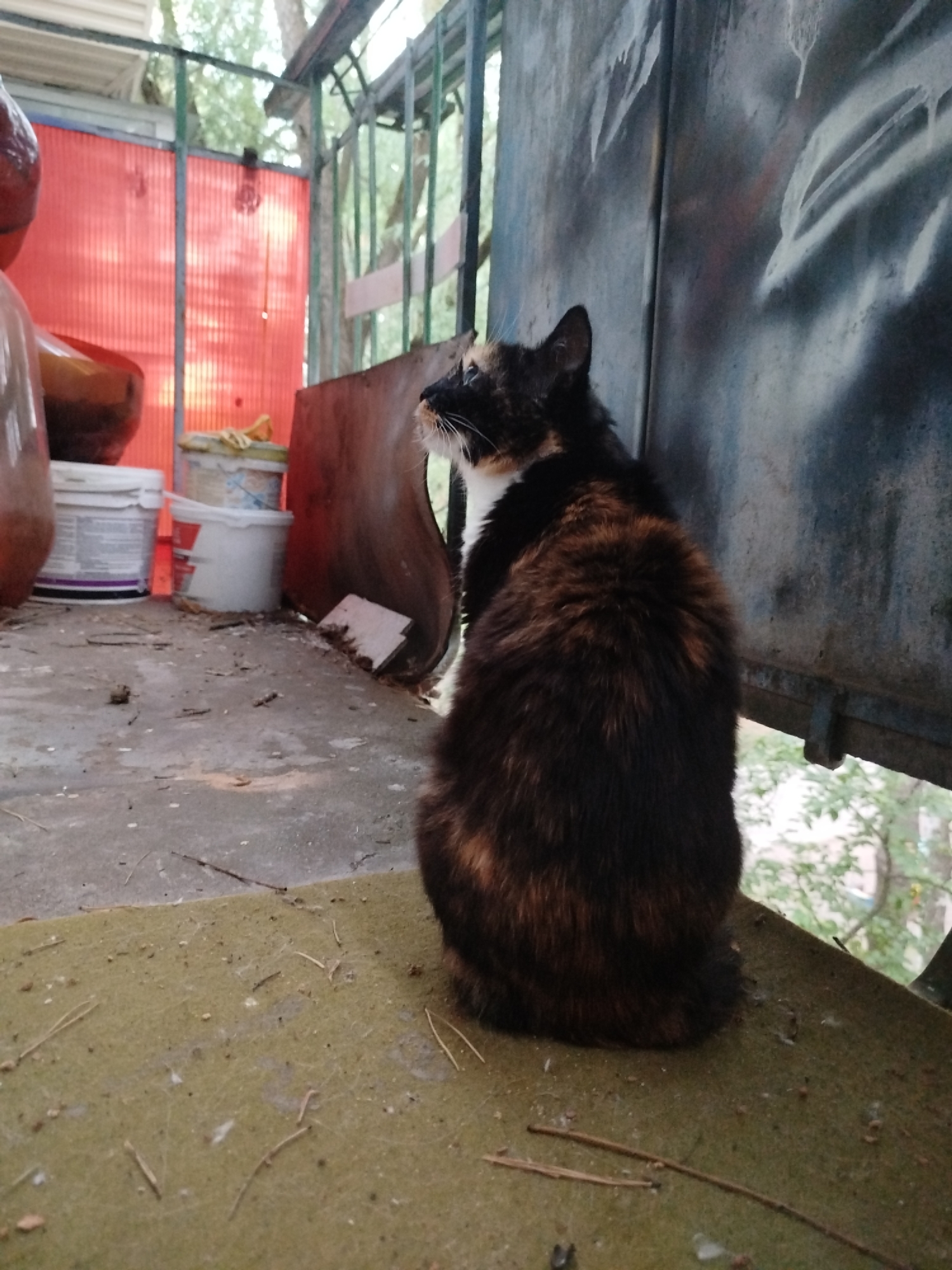 In the city of Unknown, Unknown, a calico cat is perched on a roughly textured, green surface. The cat faces away from the viewer, looking towards a weathered, metallic wall covered in white spray paint graffiti. Behind the cat, a red corrugated plastic barrier is visible, with trees and foliage in the background. The ground is cluttered with debris, including pine needles and small pieces of wood. Several white buckets are also present on the ground to the left of the cat.