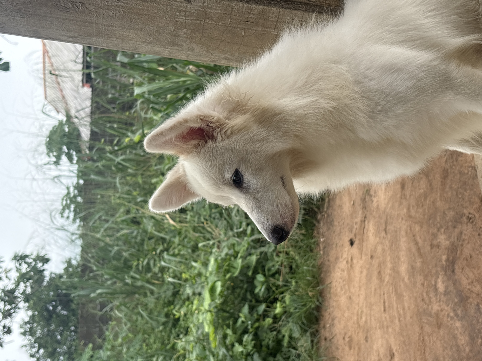 A vertical, medium shot depicts a white dog in an outdoor setting, likely in Ikot Ekpene, Nigeria. The dog, positioned in the right-center of the frame, has soft, fluffy white fur, upright ears with visible pink interiors, and dark, discerning eyes. Its black nose points downwards as its gaze is directed towards the ground, suggesting curiosity or observation.
The dog is situated under a rough, weathered wooden beam, which runs across the top of the image. The background is dominated by dense, vibrant green foliage, indicative of lush tropical vegetation, including what appears to be tall grasses and leafy plants. Through the greenery in the upper left, a blurry light-colored building or structure with a roof is faintly visible. The ground visible to the right and beneath the dog is a light brown, possibly a dirt path or bare earth.
The lighting is soft and diffused, suggesting an overcast day or a shaded area. There are no people visible, nor any discernable text within the image. The overall impression is a peaceful moment captured in a natural, possibly rural or garden environment.