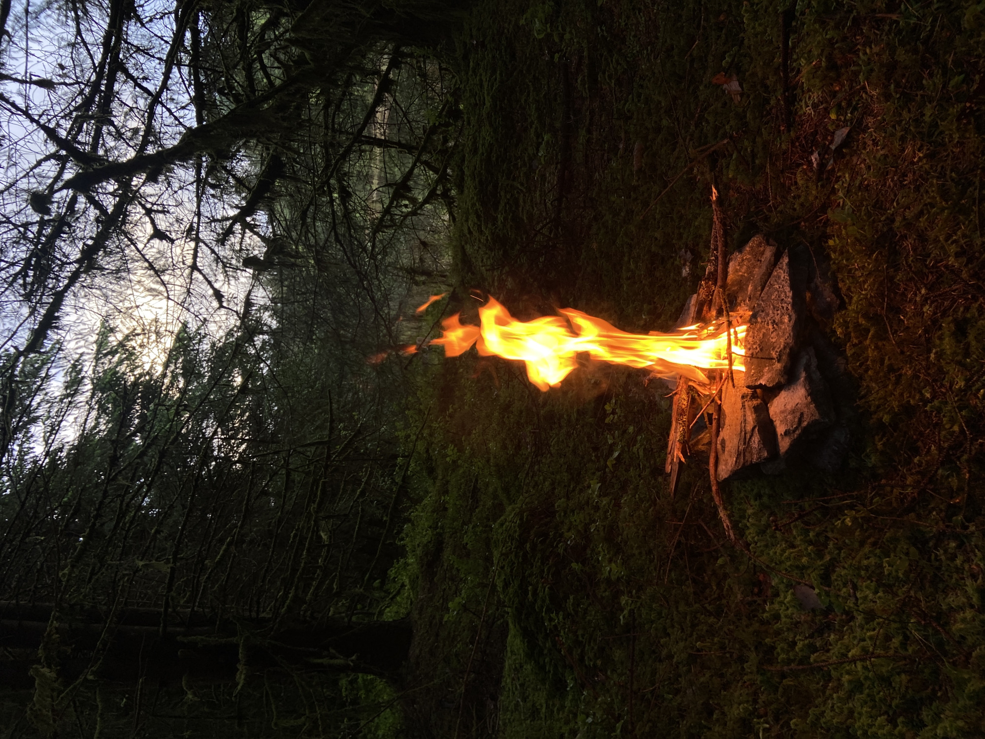 A landscape-oriented photograph, rotated 90 degrees clockwise, displays a fire burning on top of rocks amidst dense, green moss. The flames extend horizontally from right to left, illuminating the immediate vicinity. The background features a dense forest, with trees covered in moss and bare branches reaching towards a partially visible, bright sky. The lighting suggests either dawn or dusk. The photograph doesn't explicitly depict any element from or referencing Betws-y-coed.