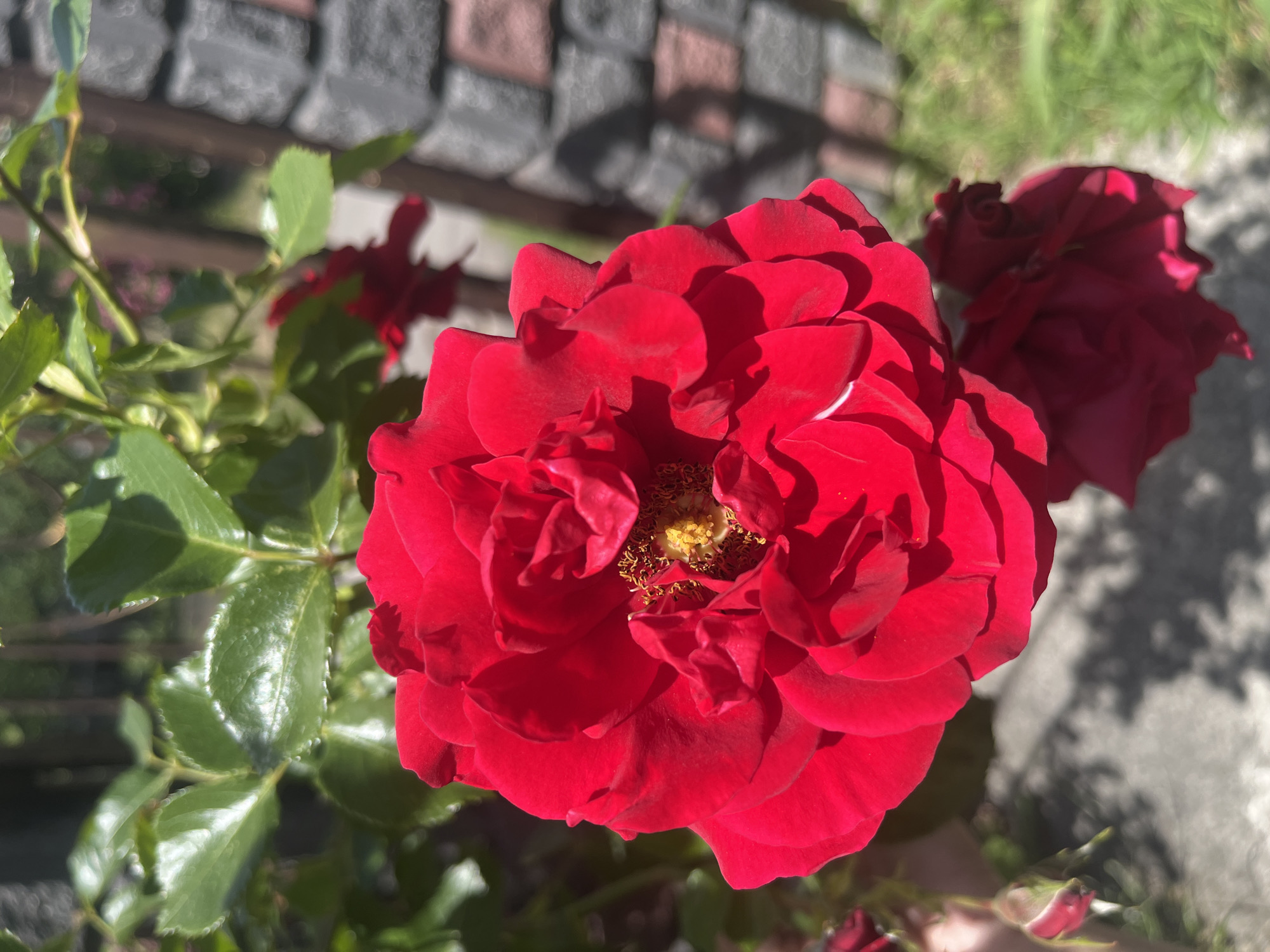 A close-up captures a vibrant red rose in full bloom, its petals tightly clustered around a yellow-gold center. The rose is positioned in the foreground, with lush green leaves providing a backdrop. Another, partially visible, red rose is situated behind and to the right of the main bloom. The scene is bathed in natural light, with varying degrees of shadow play across the petals and foliage. The blurred background hints at an urban setting, possibly a park or garden, in Onokivtsi, Ukraine. A paved area is visible in the upper background.
