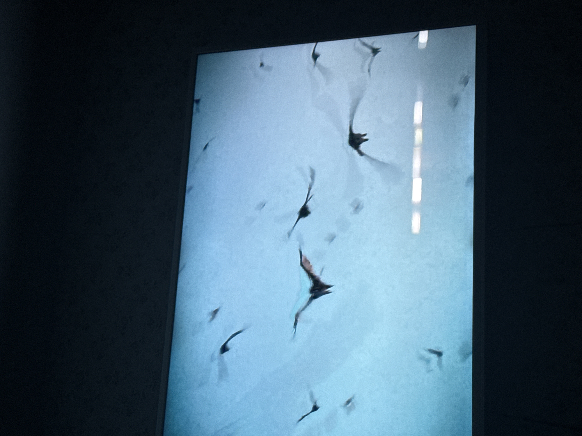 The image shows a rectangular, illuminated display with a light blue background. On the background are many blurry figures that seem to be bats in flight. The display is in a dark environment. There is no information about the location in Mytishchi, Russia.