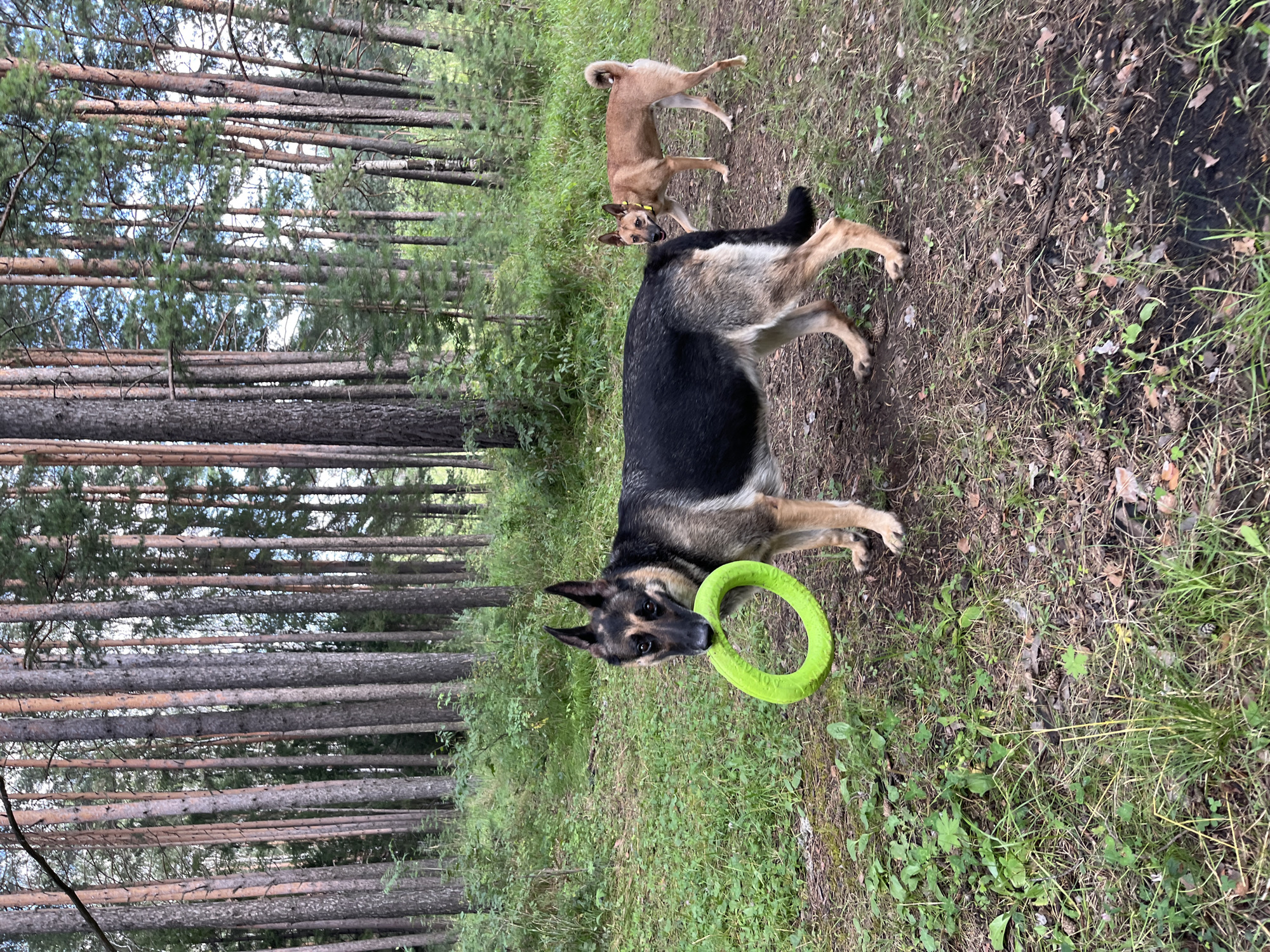This image depicts a forest scene with two dogs. In the foreground, a German Shepherd stands holding a bright green ring toy in its mouth. Its body is angled slightly to the left, and its head is turned towards the camera. Behind and to the right of the German Shepherd, a tan-colored dog with a yellow collar is looking towards the foreground dog. The background consists of a dense forest with numerous tall pine trees and undergrowth. The ground is covered with a mixture of grass, pine needles, and fallen leaves. The lighting suggests it is daytime, with diffused light filtering through the trees. There is no specific indication of this location being within the city of Nizhny Tagil, Russia, other than the initial prompt.