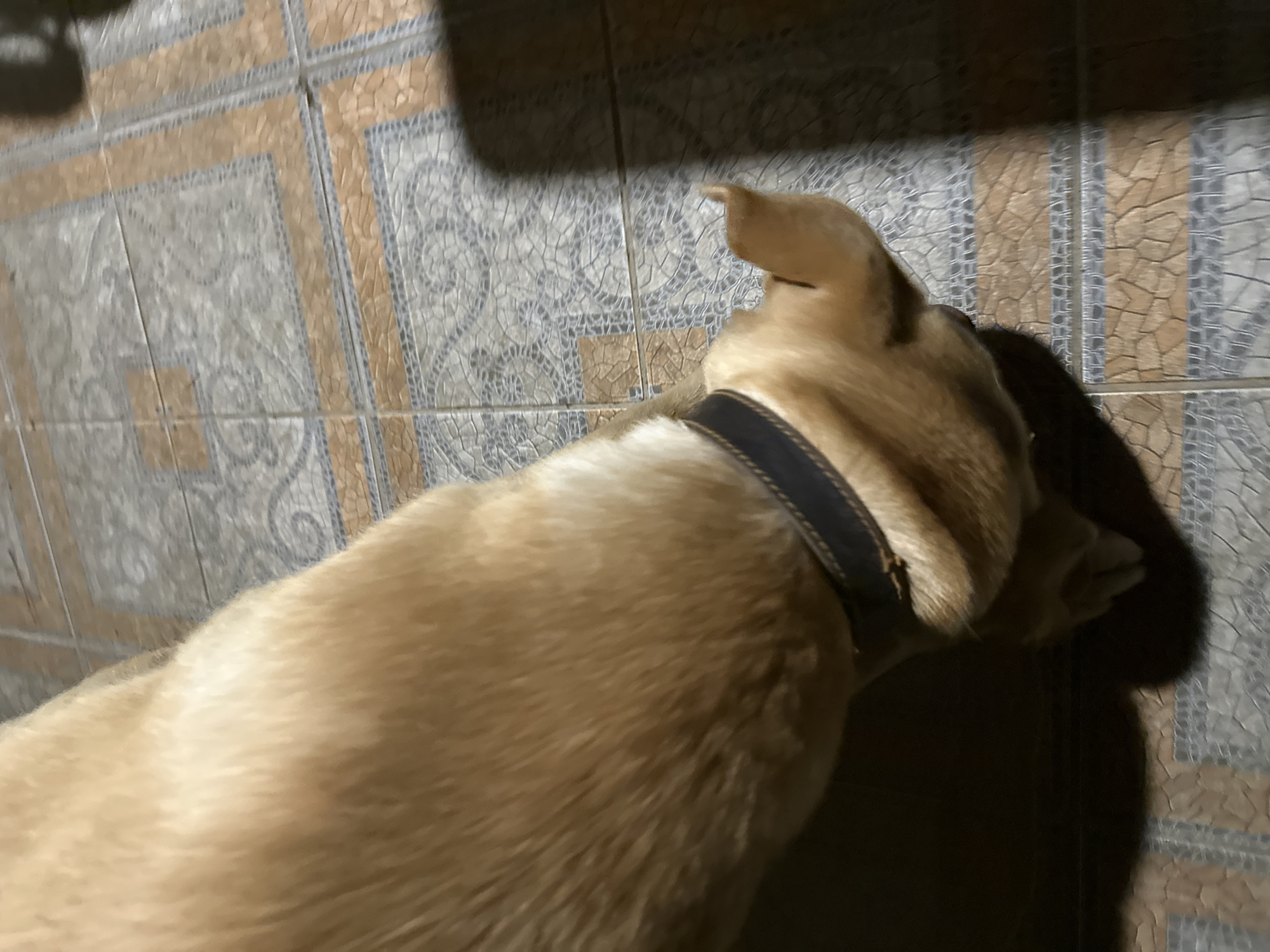 The image shows a close-up, high-angle view of a tan-colored dog wearing a dark collar, with its head down as if sniffing the floor. The dog's fur is softly lit, and its ears are visible. The background consists of a tiled floor with a pattern of light brown and gray tiles. The lighting suggests an indoor environment, possibly at night due to the shadow cast on the right side of the image. There is no indication of the dog's specific location within the city of Sochi, Russia.