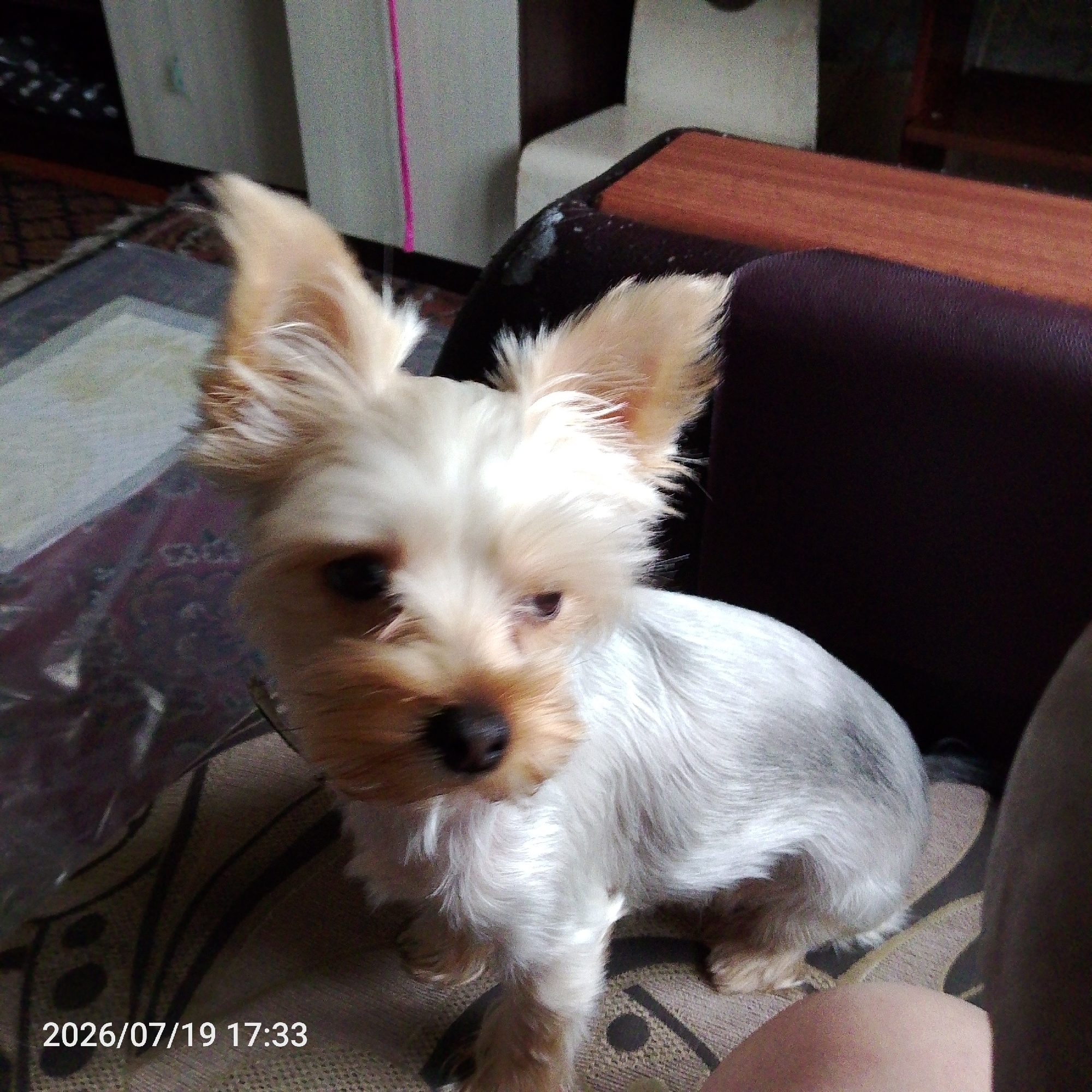 A Yorkshire Terrier is sitting on a patterned couch. The dog is facing the camera and looking slightly to the left. Its fur is white and tan, and its ears are perked up. The couch is dark brown and has a textured pattern. In the background, there is a wooden table and a wall with vertical stripes. A timestamp reads "2026/07/19 17:33". The scene appears to be indoors, possibly in a living room.