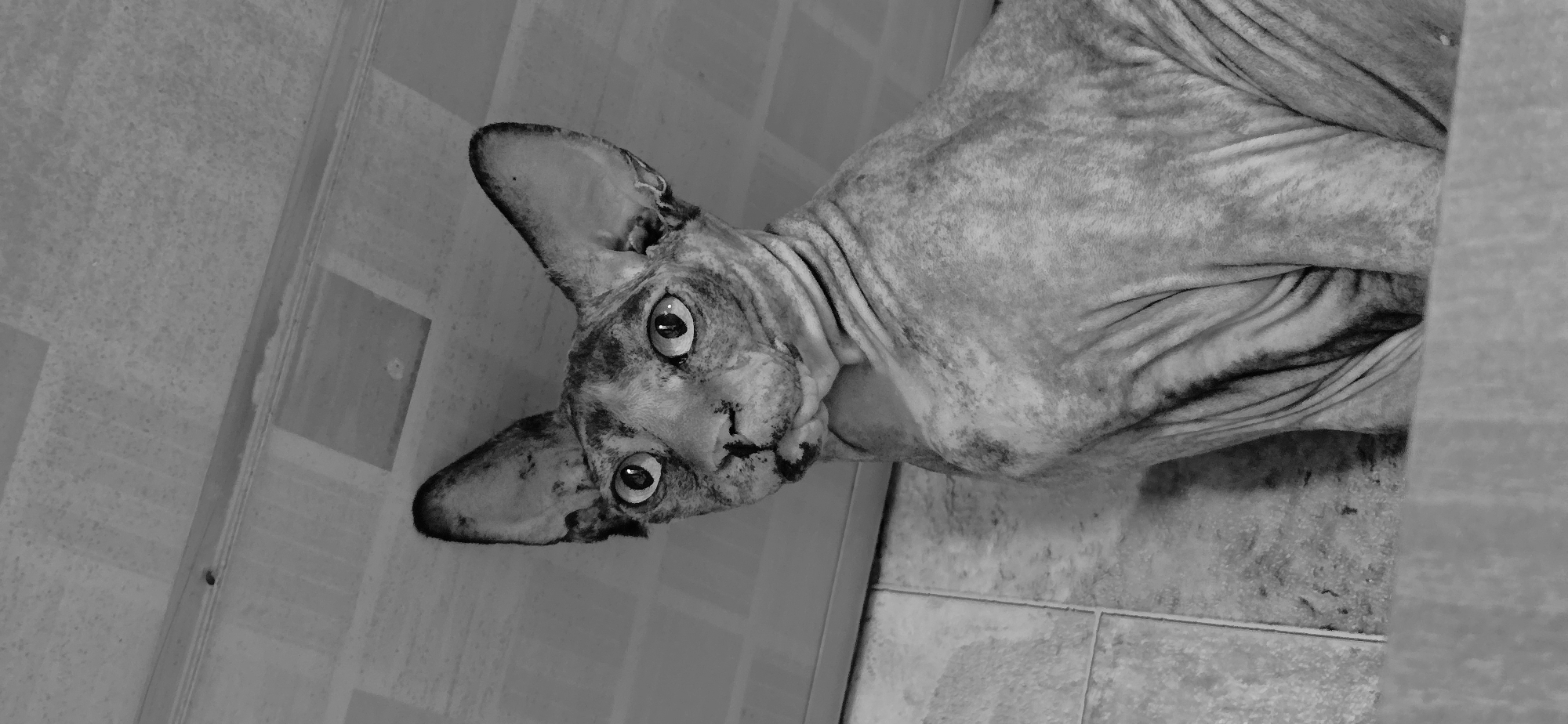 A black and white, low-angle, medium shot shows a Sphynx cat looking up at the camera. The cat has large ears, wrinkled skin with dark patches, and wide, alert eyes. It is sitting on what appears to be a tiled surface, with a patterned ceiling visible above. The background is indistinct. There is no indication of the city of Baku, Azerbaijan, in the image.