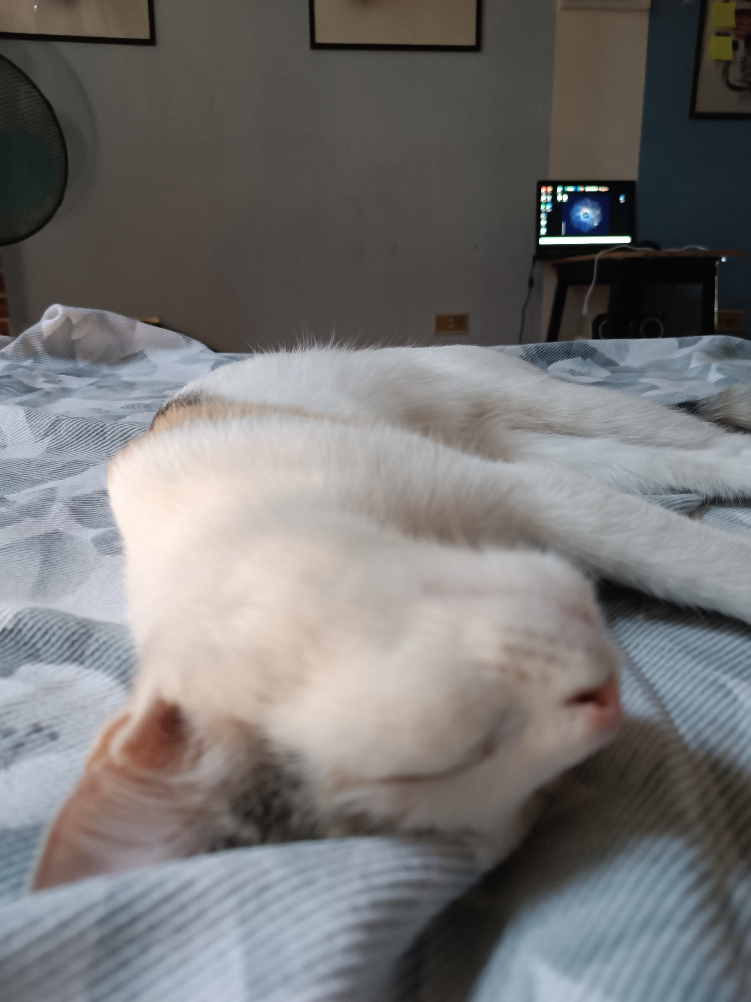 An indoor, close-up, low-angle shot shows a white cat with tabby markings sleeping on a bed with striped linens. The cat's head is in the foreground, out of focus, obscuring its face. The cat's body extends towards the background, also out of focus. In the background, a laptop computer is visible on a desk. The room appears to be a bedroom or living space. The image does not contain any information about the city of Viadana, Italy.