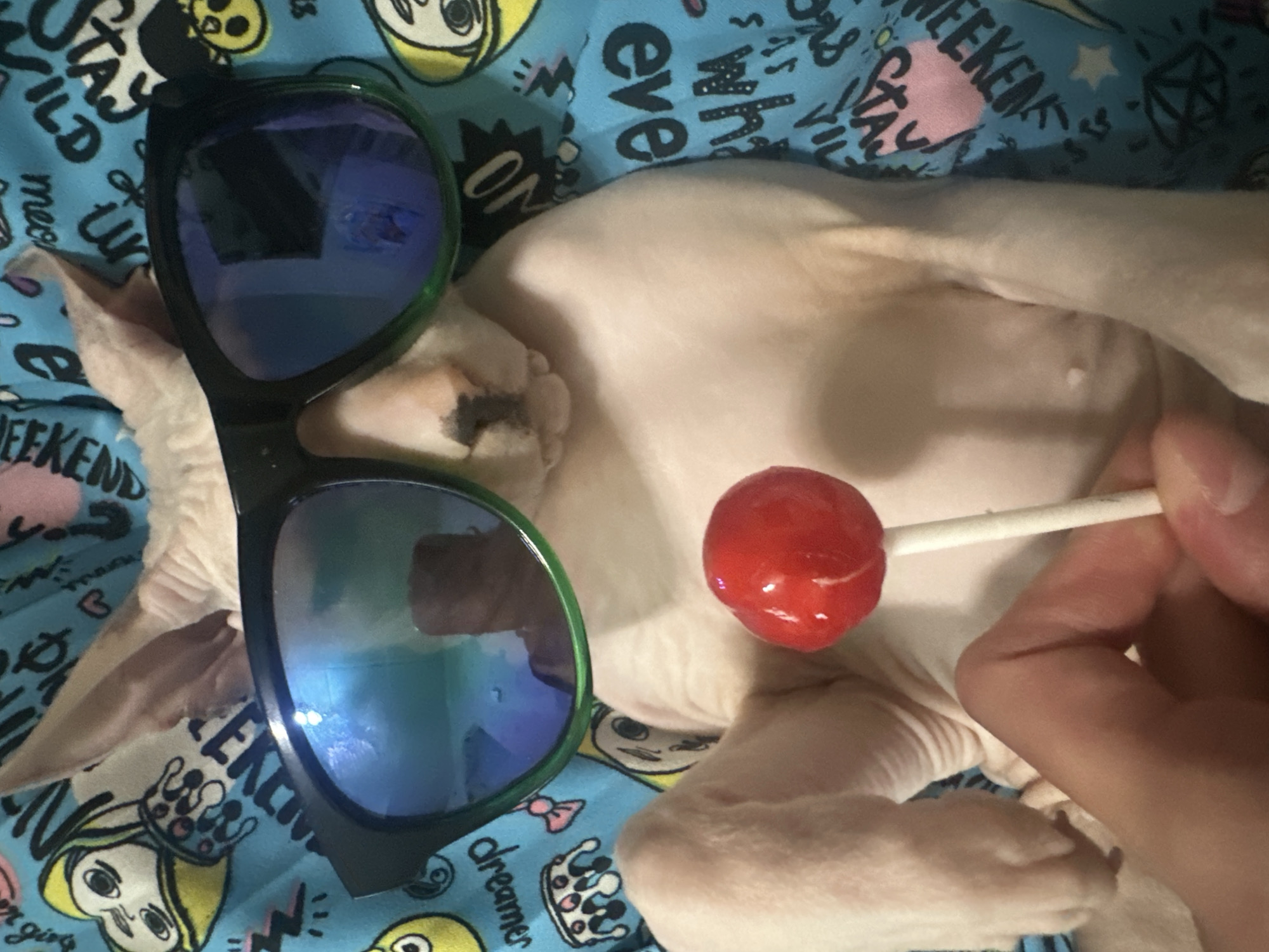 A hairless cat, likely a Sphynx, lies on a blue blanket with various cartoonish drawings and text. The cat's pale, wrinkled skin is visible as it rests on its back.
In the foreground, a pair of large, dark-rimmed sunglasses with blue mirrored lenses covers part of the cat's face and chest. To the right of the cat, a hand is holding a white stick with a red, circular lollipop at the end, which is positioned close to the cat's mouth.
The blue blanket is decorated with a repeating pattern of cartoon characters, crowns, lightning bolts, and text. Visible words on the blanket include "WILD," "WEEKEND," "STAY," and "dreamer."
The lighting appears to be indoor, possibly natural light from a window. The overall impression is one of a playful or staged scene with the cat as the central subject. No specific time of day or weather conditions can be determined from the image. The location context provided is Togliatti, Russia, but this cannot be independently verified from the visual information alone.