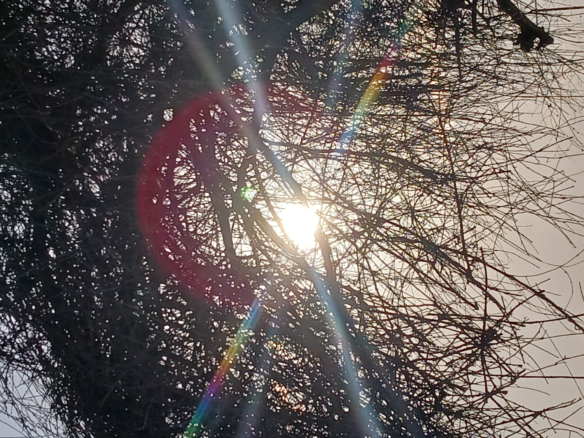 The image is an upward view through the bare branches of trees towards a bright sun. The branches are dark against a white sky. There are lens flares of various colors radiating outwards from the sun. There are no people visible. The location is unspecified in Ciudad Guayana, Venezuela.