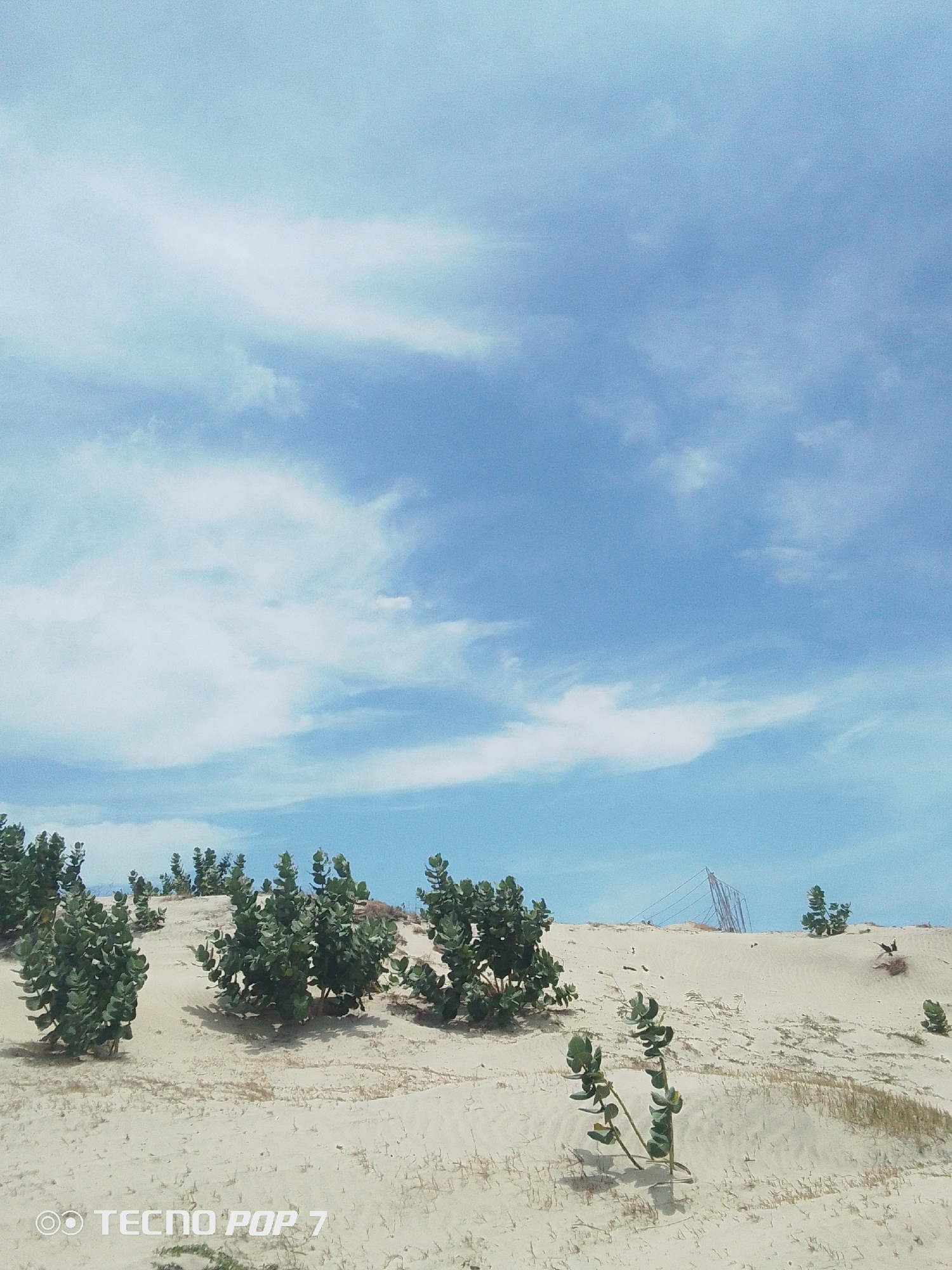 The image shows a sandy landscape under a partly cloudy blue sky. Several green, leafy plants are scattered across the sand, some clustered together. In the distance, a metal structure is visible on the horizon. The scene is located in Pedro González, Venezuela, as indicated in the file name.