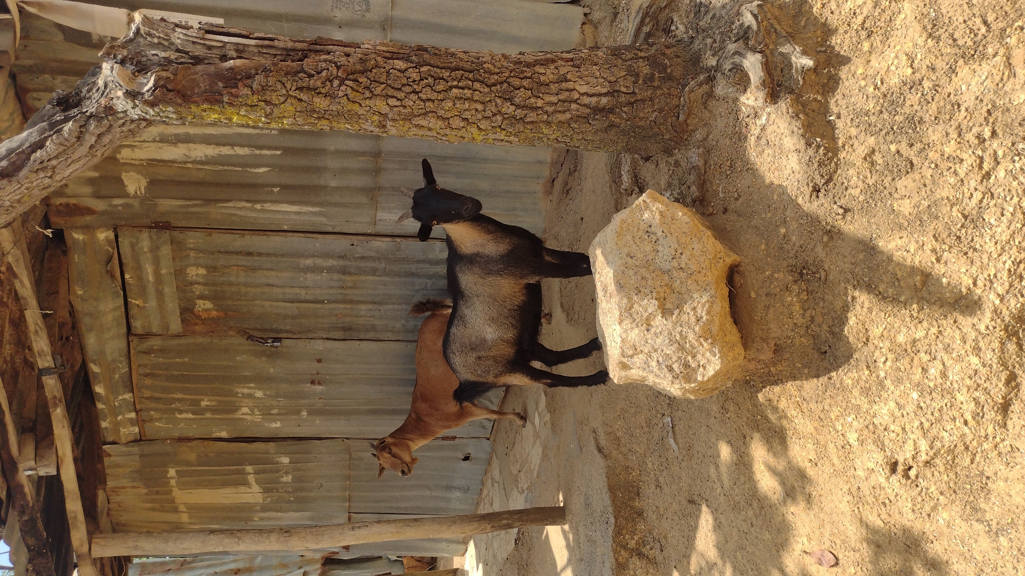 The image shows a partially shaded outdoor scene with two goats standing near a rock and a corrugated metal structure. One goat is brown, while the other is black and tan. A large rock is positioned next to them. Overhead, a thick tree branch is partially visible, casting shadows on the ground. The ground is predominantly tan soil. In the background, a building constructed with corrugated metal sheets can be seen. The location is suspected to be within the city of Jos, Nigeria.