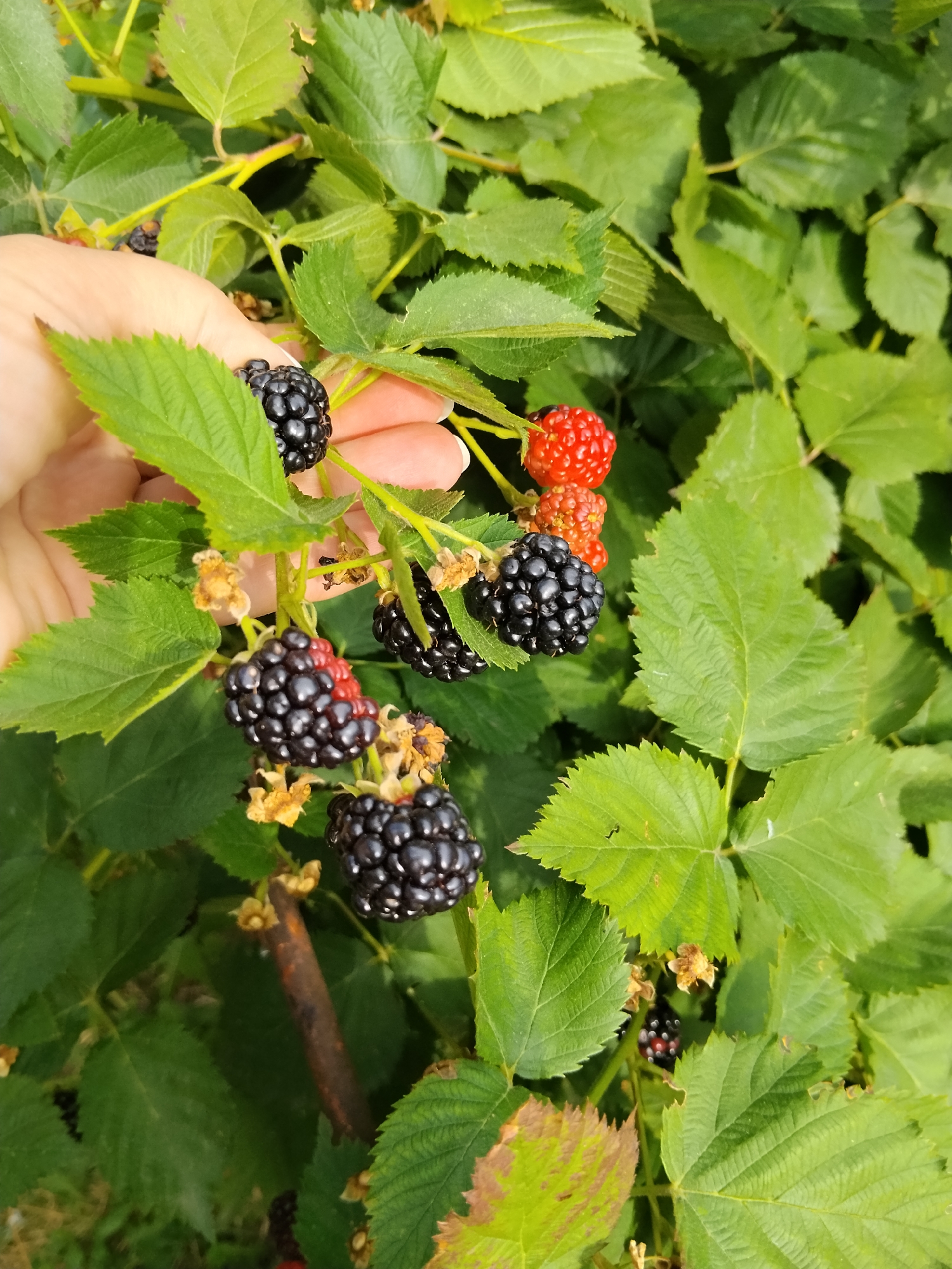 The image displays a close-up of a hand reaching out to touch a cluster of blackberries growing on a bush. The blackberries are a mix of ripe black ones and some still red and unripe. Lush green leaves of the blackberry bush fill the background, with sunlight casting shadows and highlights on the foliage and fruit. The scene appears to be outdoors, possibly in a garden or natural setting. There is no indication of a specific location in the city of Kokshetau, Kazakhstan.