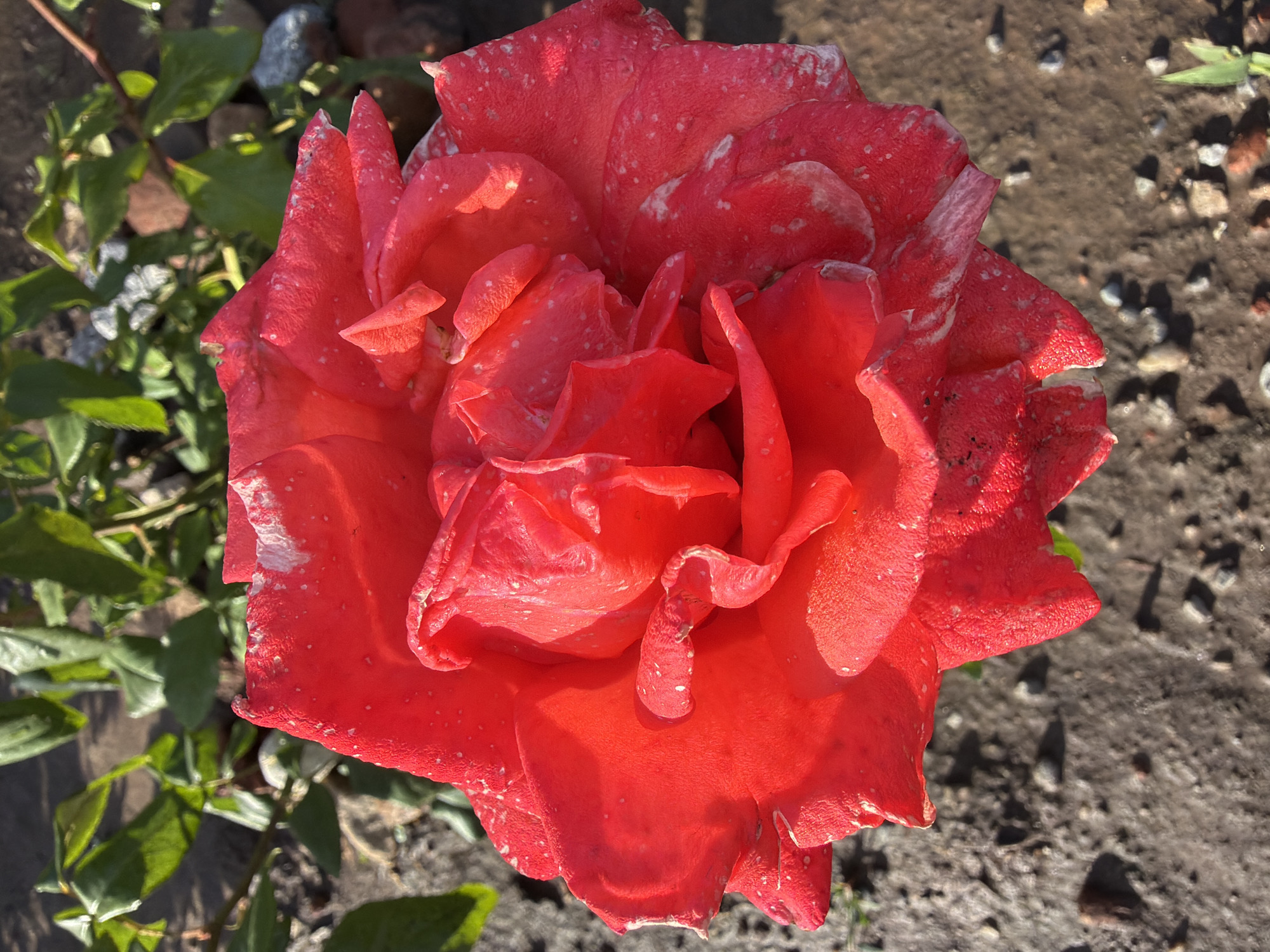 A close-up, top-down shot focuses on a vibrant red rose in full bloom. The rose's petals are intricately layered and show signs of some wear, with white speckles scattered across their surface, particularly along the edges. Some petals have a slightly crinkled texture. Behind the rose, green leaves of a rose bush are visible, slightly out of focus. The ground beneath the rose is a mixture of dark soil and small grey pebbles, wet in places, suggesting recent rain or watering. The overall lighting is bright, casting subtle shadows on the ground and highlighting the texture of the rose petals. The scene appears to be outdoors, in what could be a garden or park setting.