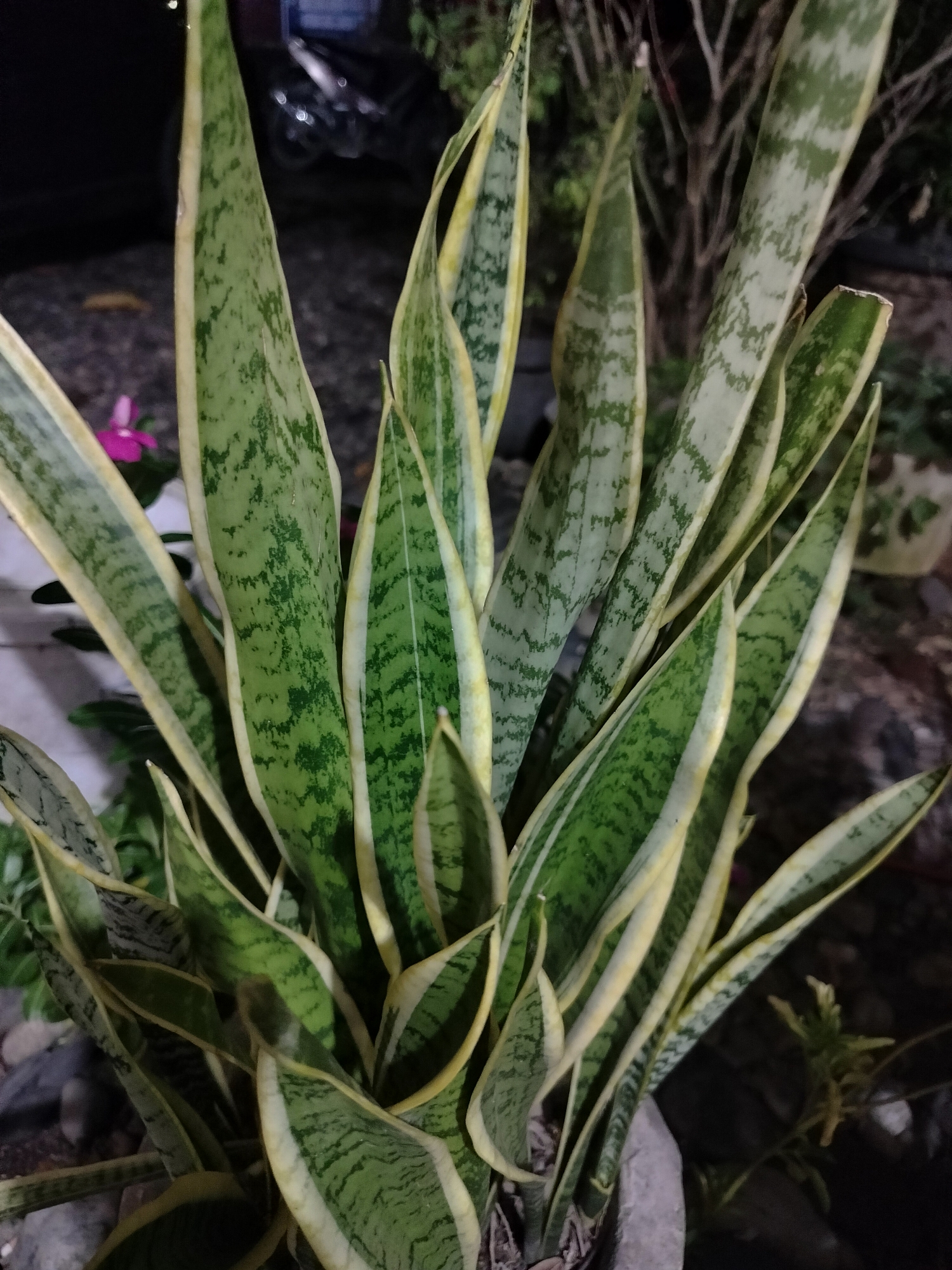 A close-up, slightly blurred, night-time photograph shows a Sansevieria trifasciata plant, commonly known as a snake plant, in a pot outdoors. The plant's long, sword-shaped leaves are variegated with dark green and pale green patterns, edged with a bright yellow border. The plant is well-lit, suggesting an artificial light source, while the background is dark and indistinct. In the far left background, a single pink flower is visible. Behind the plant, the dark background hints at a residential setting, with what appears to be a motorcycle visible in the upper background, possibly indicating a location in the city of Kumbangjaya, Indonesia. The overall impression is of an outdoor decorative plant, possibly in a garden or on a patio, in a suburban or semi-urban Indonesian environment at night.