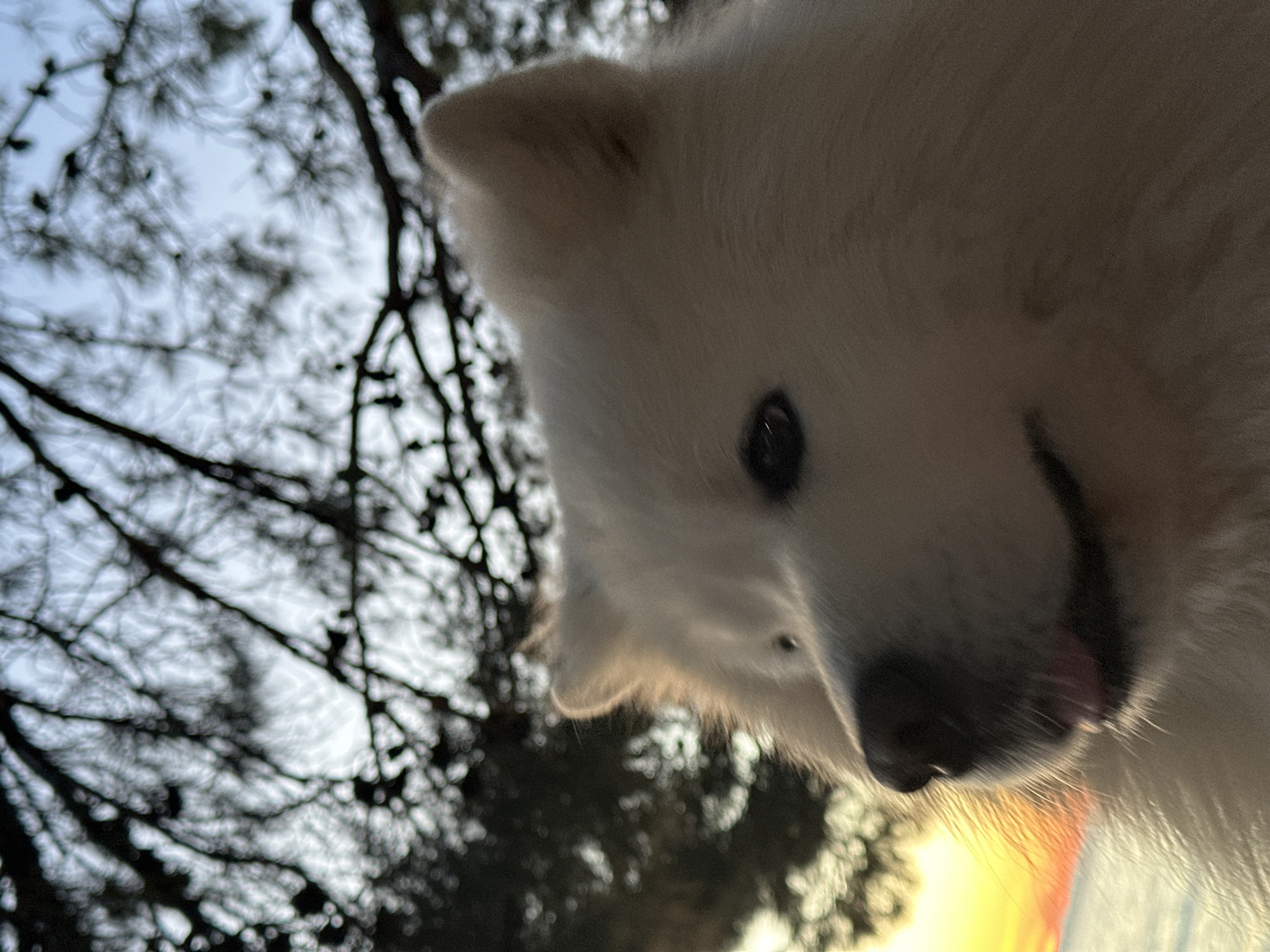 A close-up, low-angle shot focuses on a fluffy, white dog, likely a Samoyed, with its face dominating the frame. The dog's black nose is prominent, with a hint of its tongue visible. One eye is clearly visible, dark and bright. In the background, out-of-focus, are the silhouettes of branches against a bright sky, suggesting a location with trees, possibly in an area experiencing a sunset or sunrise. The precise location within Šušanj, Montenegro, is not discernible from the image's composition and detail. The scene depicts the dog in an outdoor environment. No people are visible, and there are no discernible interactions beyond the presence of the dog in its natural environment.