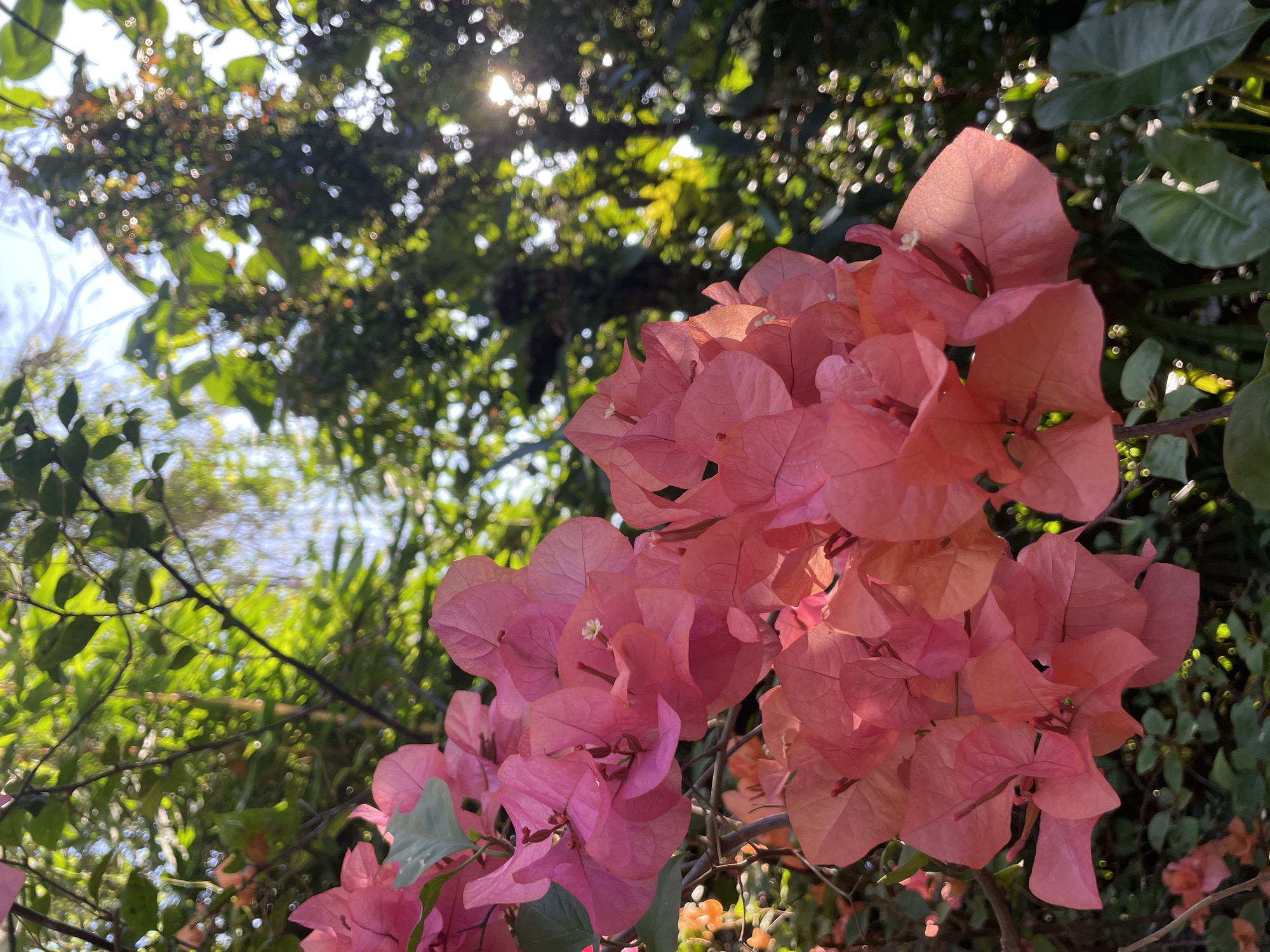 A vibrant outdoor photograph captures a cluster of pink and orange bougainvillea flowers in sharp focus. The flowers are brightly illuminated by natural light, with some petals appearing translucent as sunlight shines through them. Small, delicate white true flowers are visible nestled within the colorful bracts.
The background consists of lush green foliage and tree canopy, heavily blurred to create a soft bokeh effect. Numerous circular highlights, indicative of sunlight filtering through leaves, dot the out-of-focus background. A bright glare, likely the sun, is visible in the upper left portion of the image, suggesting a sunny daytime setting and strong backlighting. The perspective is an upward angle, presenting the bougainvillea against the natural backdrop of leaves and sky. The image conveys a warm, natural, and serene atmosphere. There is no visible text.