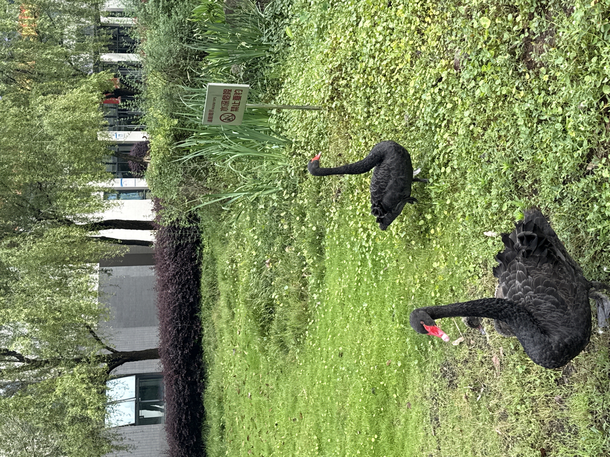 Two black swans stand in a grassy area next to a sign in Jiangjin, China. The swans have red beaks and are surrounded by greenery. A building is visible in the background.