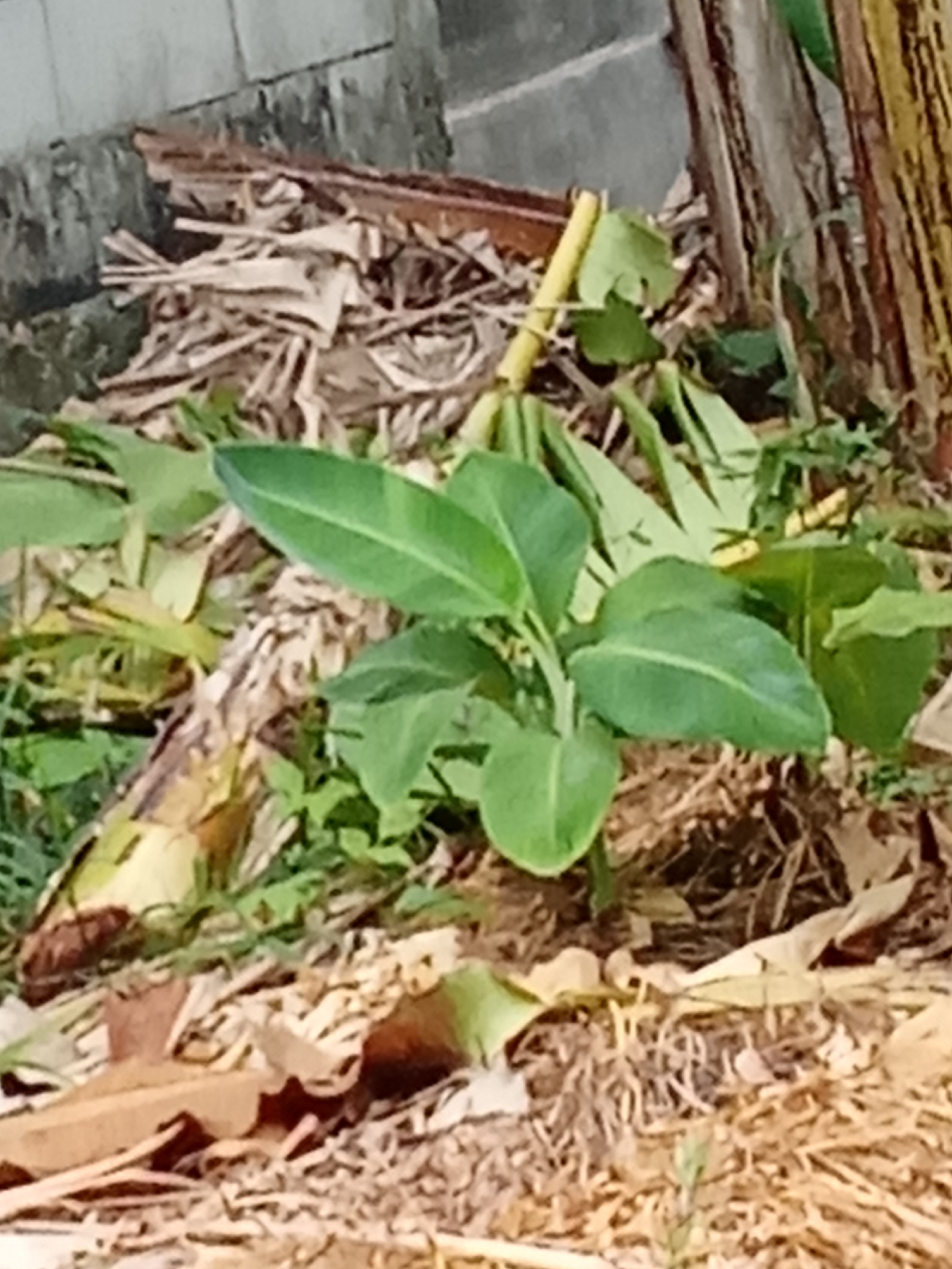 This is a photograph of a young banana plant growing amongst dried banana leaves and other vegetation in an outdoor setting. The plant has several large, green leaves and a yellow stalk is visible. The ground is covered with dry organic matter, likely fallen banana leaves and mulch. In the background, a rough, textured wall or fence is partially visible, along with the striped trunk of a larger banana plant. The lighting suggests it is daytime. The scene appears to be in a garden or plantation, consistent with agricultural practices common in areas like Pemalang, Indonesia, where banana cultivation is prevalent. There are no people or animals visible in the image.