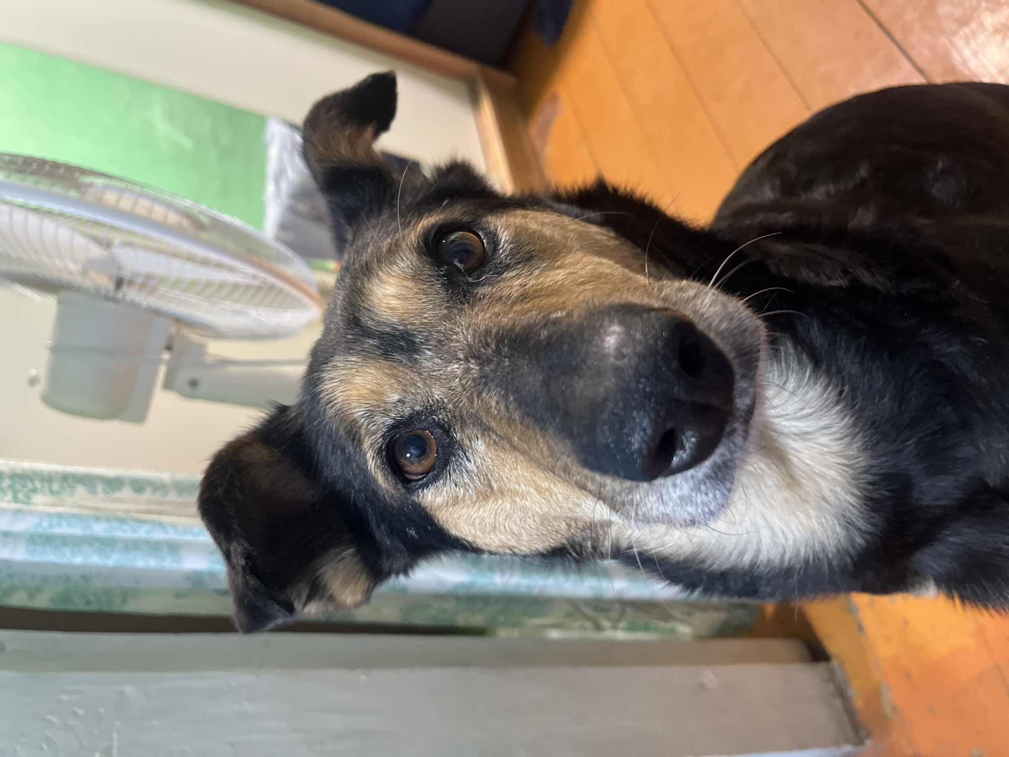 A medium shot captures a dog in the foreground, its face turned towards the camera with a slightly tilted head and one ear perked up. The dog has black and tan fur, with a light-colored chest. Behind the dog, a white oscillating fan is visible, its blades blurred due to motion. The background includes a curtain with a light blue and white pattern and a light green wall. The floor appears to be made of orange wood. The scene is indoors, possibly in a residential setting. There is no visible indication of the city of Nizhny Tagil, Russia.
