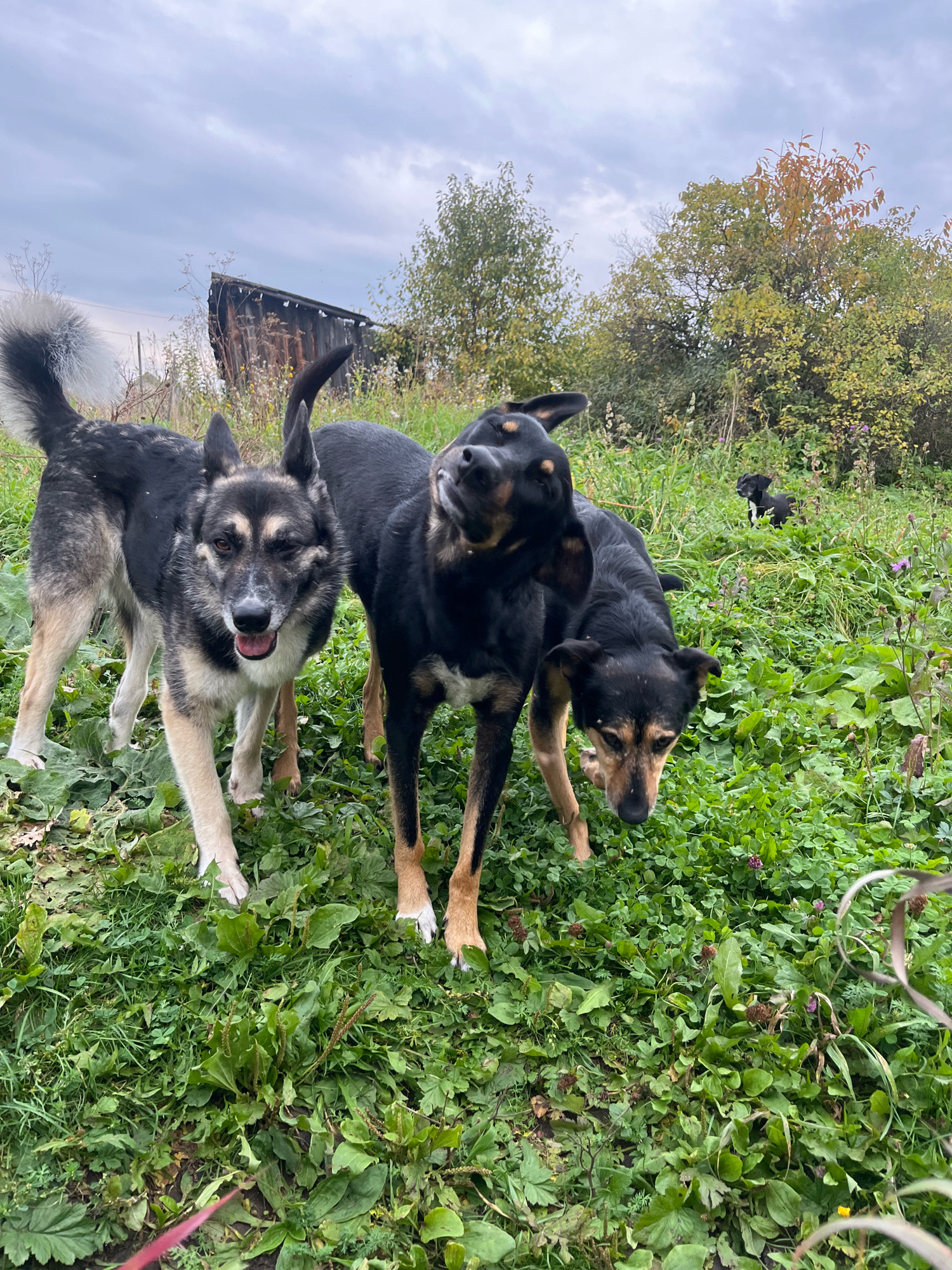 Three dogs are in a grassy, overgrown field. One dog, a medium-sized mixed breed with black, tan, and white markings, stands in the foreground, facing the camera with its mouth open and one eye squinted. Another dog, a larger black and tan mixed breed, stands behind and to the right of the first dog, with its head tilted and mouth partially open. A third dog, also a black and tan mixed breed, is partially visible behind and to the right of the second dog, with its head down, sniffing the ground. In the background, two small black puppies are visible in the grass. A dilapidated wooden structure, possibly a shed or barn, is visible in the far background, along with trees and a cloudy sky. The scene appears to be a rural or semi-rural area, possibly in the city of Nizhny Tagil, Russia, given the context of the prompt. The presence of the overgrown vegetation and the rustic structure suggest a somewhat unkempt or natural environment.