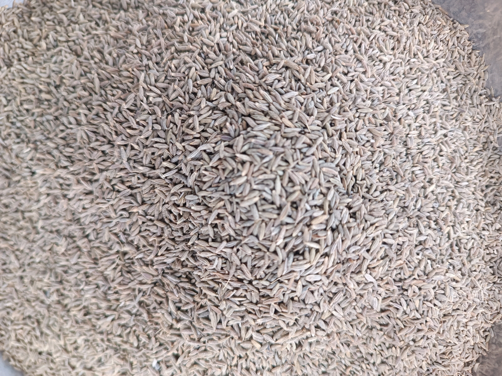 The image is a close-up, overhead view of a large pile of cumin seeds. The seeds are small, elongated, and have a light brown to greyish color, with visible striations along their length. They are densely packed together, filling the entire frame of the image. There is no discernible background or environmental context visible, beyond what appears to be the edge of a container at the bottom right. The lighting is even, suggesting an indoor or shaded outdoor setting. There are no people, animals, or any other objects present. The image focuses exclusively on the texture and quantity of the cumin seeds. The location of Kadiri, India is not visually evident from the image itself.