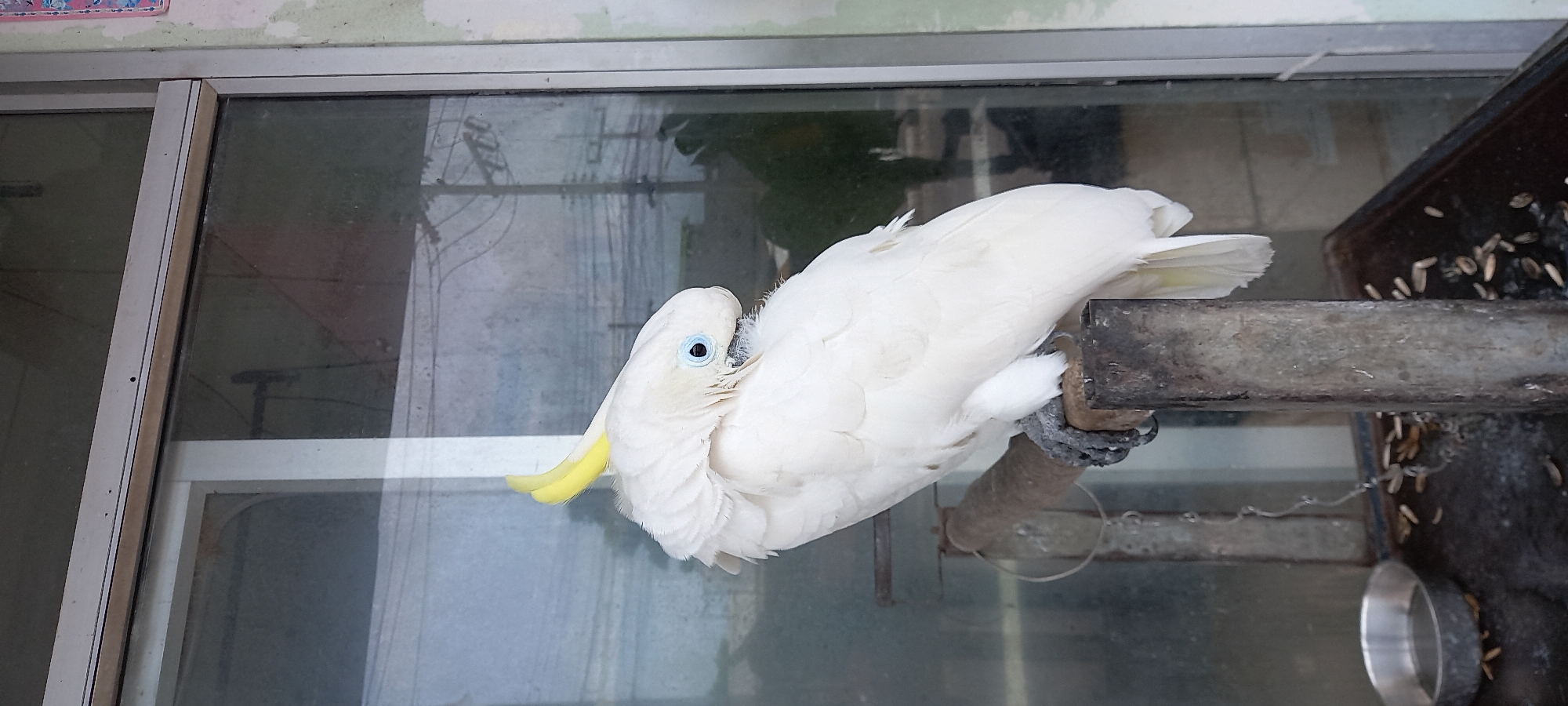 A white cockatoo perches on a metal bar next to a food trough filled with seeds, inside a glass enclosure. The enclosure is likely located in ตำบลเกาะพะงัน, Thailand.