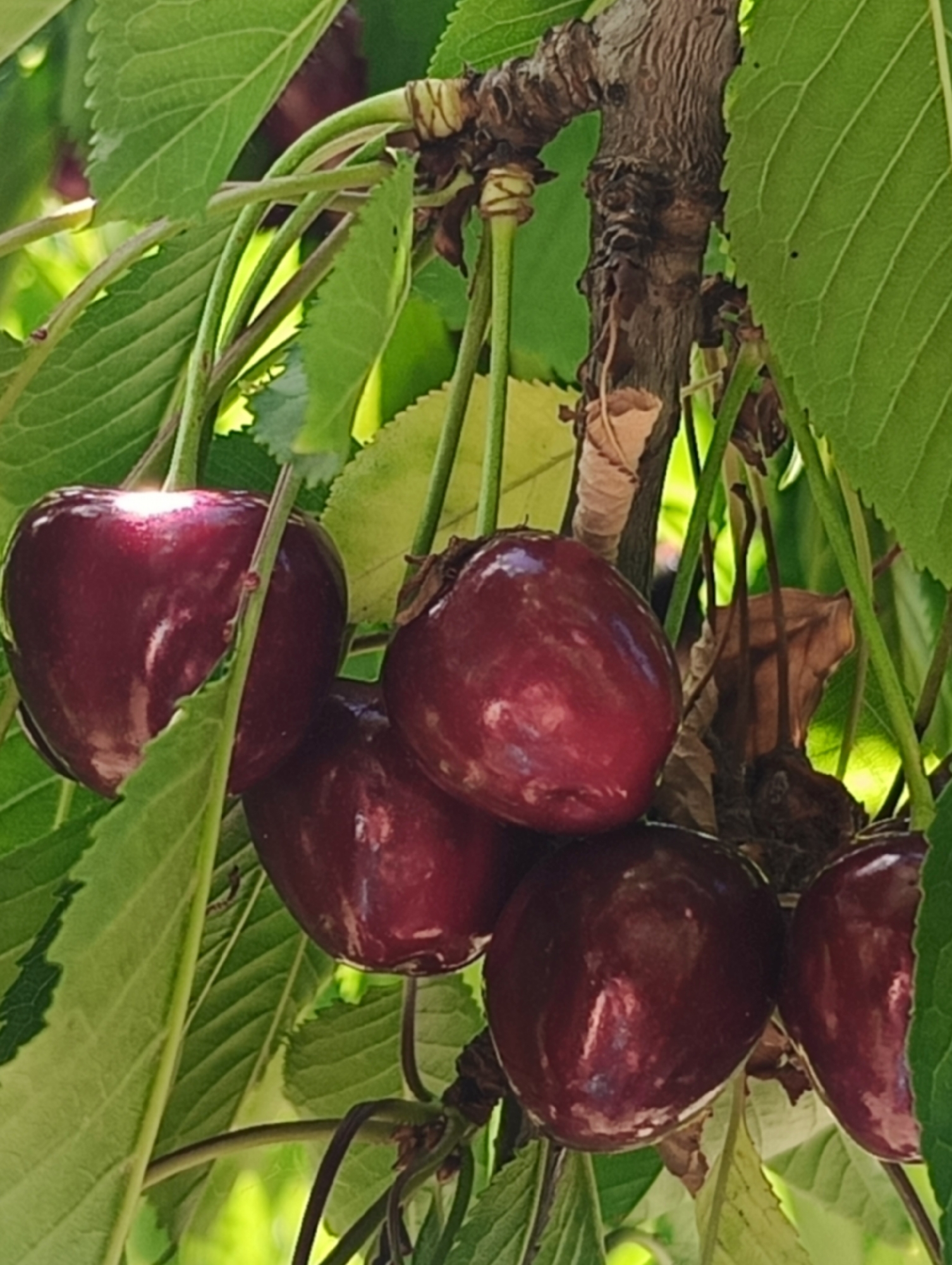 A cluster of ripe, dark red cherries hangs from a tree branch surrounded by green leaves. The cherries are plump and glossy, with some showing a heart-like shape. Sunlight filters through the foliage, creating highlights and shadows on the fruit and leaves. The scene appears to be in an outdoor environment, likely an orchard or garden, in Biliaivka, Ukraine.