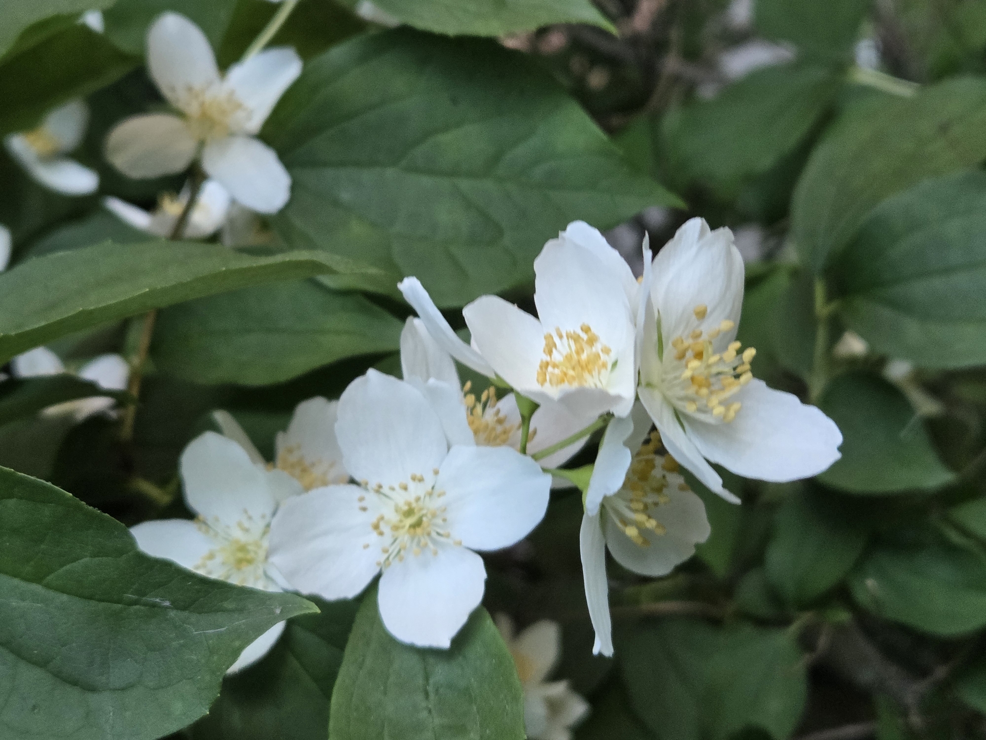 A close-up, outdoor photograph shows several white jasmine flowers with yellow stamens blooming amongst dark green leaves. The flowers are delicate and have multiple petals. The background is softly blurred, suggesting a natural setting. The image does not depict any people or specific urban landmarks, and therefore cannot be localized to Minsk, Belarus, or any other specific city.