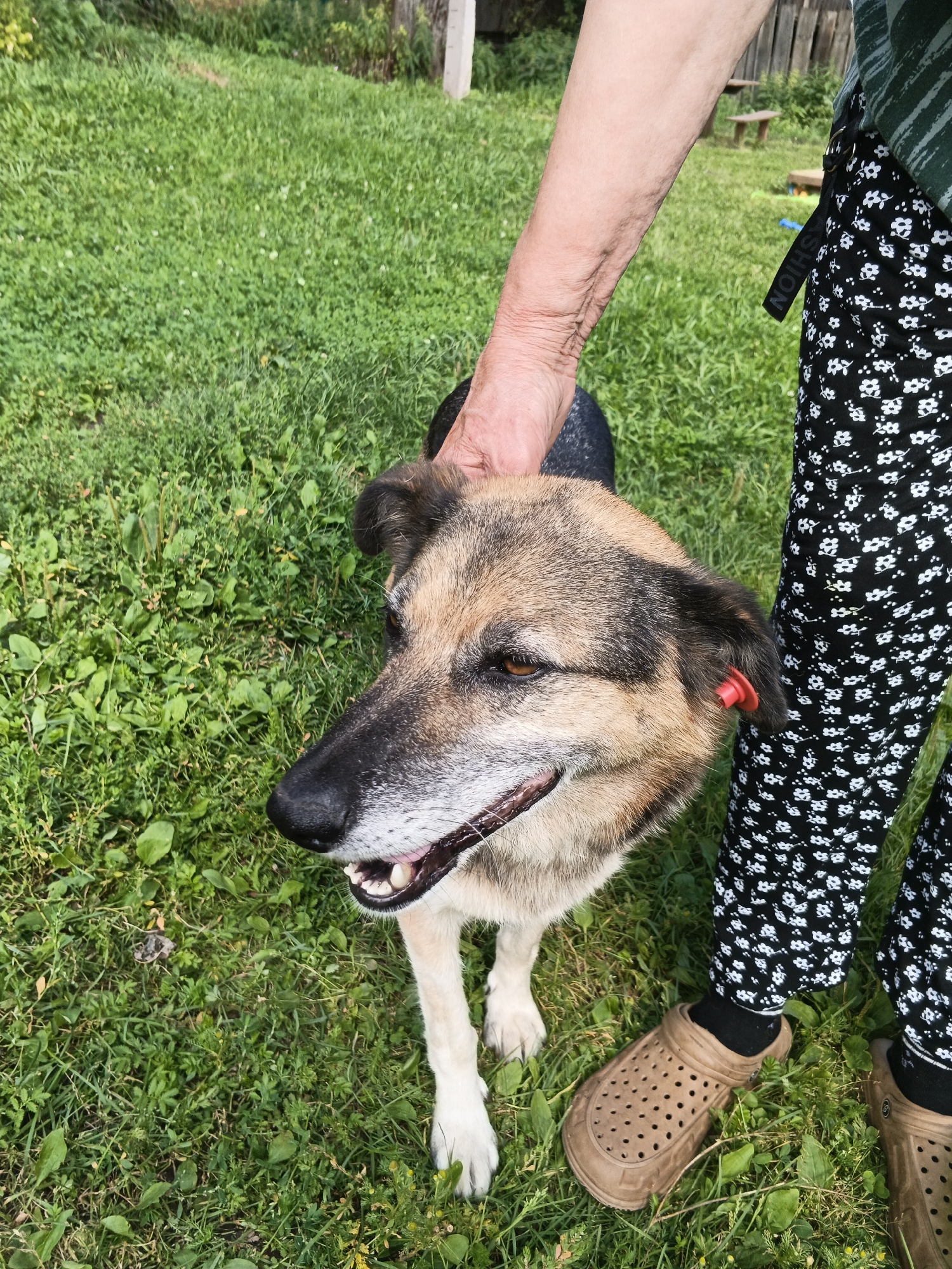 In Medvedyovka, Russia, a medium-sized dog with brown and black fur stands on green grass, its head tilted to the left. A person's arm, with visible wrinkles and light skin, rests on the dog's head. The person is wearing a green and black striped shirt and black pants with a white floral pattern. Brown clogs are on the person's feet, and black socks are visible. A red tag is attached to the dog's left ear. In the background, a wooden fence and a small wooden bench are visible. The lighting suggests it is daytime.