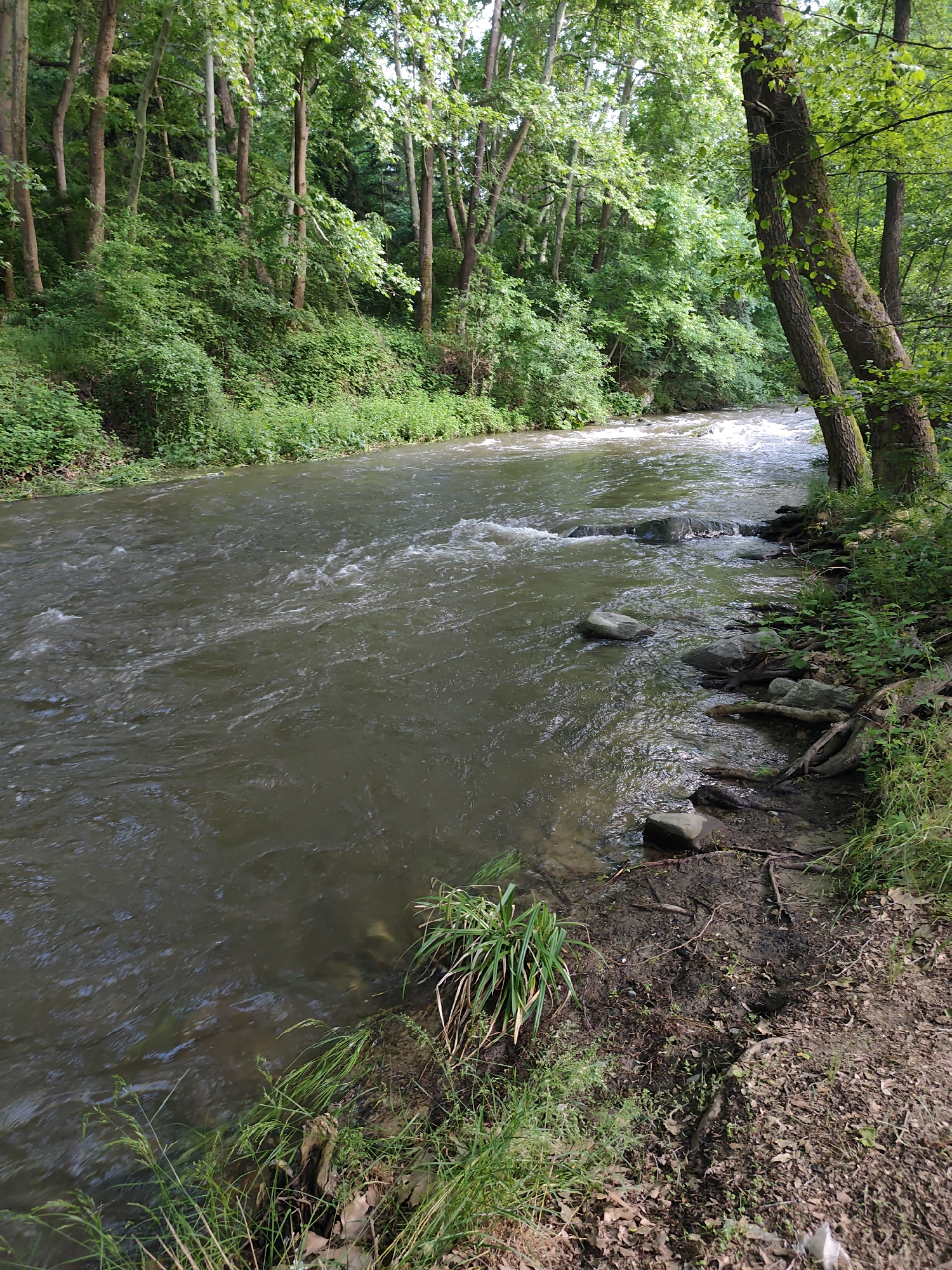 The image depicts a river flowing through a wooded area. The water is murky and moving swiftly, with some visible rocks creating small rapids. The riverbanks are lined with trees and vegetation, including grass, plants, and bushes. The ground near the river is muddy and covered with leaves and debris. There are no people visible in the scene. The location cannot be verified as Parvenets, Bulgaria based on visual information alone.