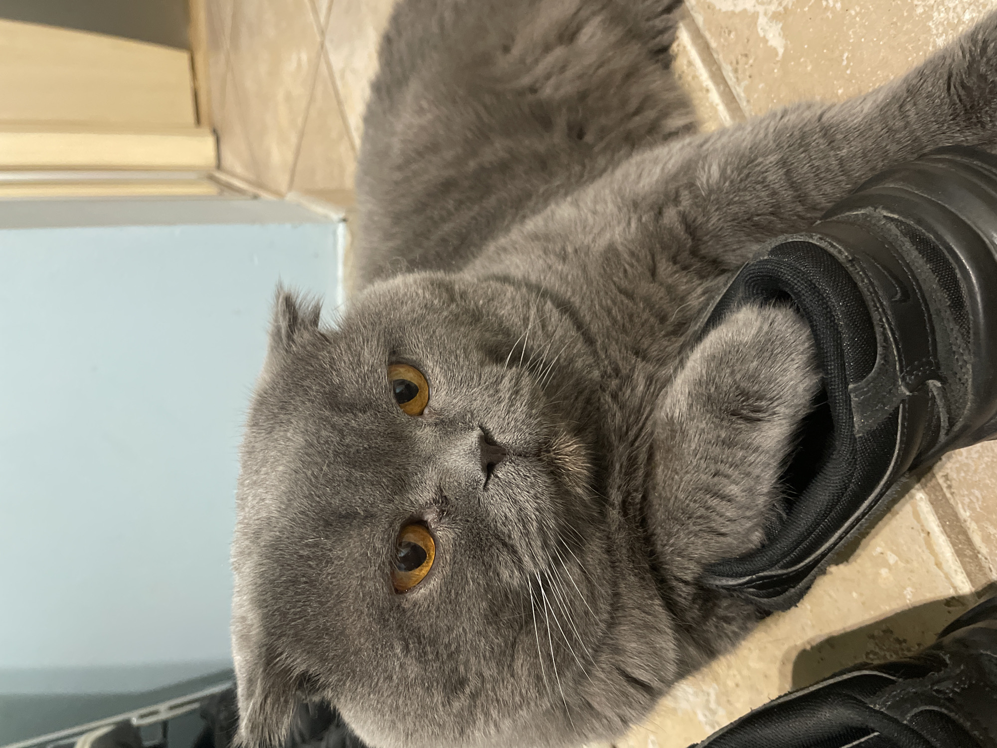 A gray Scottish Fold cat with amber eyes is lying on a beige tiled floor, resting its paw on a black sneaker. A light blue cabinet is visible in the background. The city is unknown.