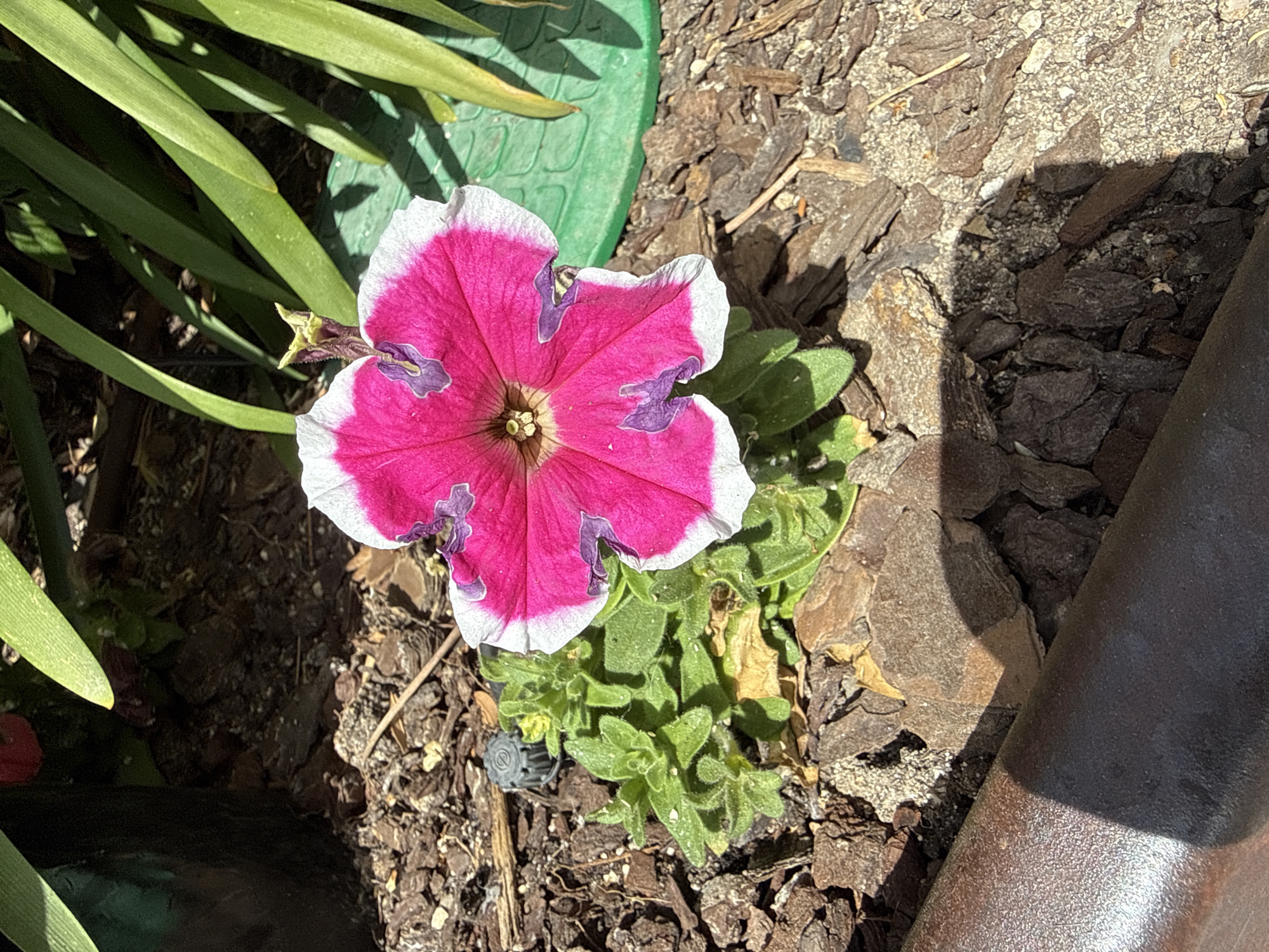 A close-up, high-angle shot shows a vibrant pink and white petunia flower in full bloom, centered in a garden bed. The flower's petals are a deep, saturated pink with bright white edges, and some petals exhibit small, dark purple markings. The center of the flower is a light yellow-green. The plant's green leaves are visible beneath the bloom, appearing slightly fuzzy. The surrounding ground is covered in a mix of dark brown mulch and small, light-colored gravel. A dark brown, cylindrical object, possibly a planter rim or part of a garden feature, is in the lower left foreground, casting a shadow. In the background, out-of-focus green foliage and a glimpse of a green textured surface suggest a larger planter or garden structure. The scene is illuminated by bright sunlight, creating strong shadows. The location is the city of Las Matas-pinar-monte Rozas, Spain.