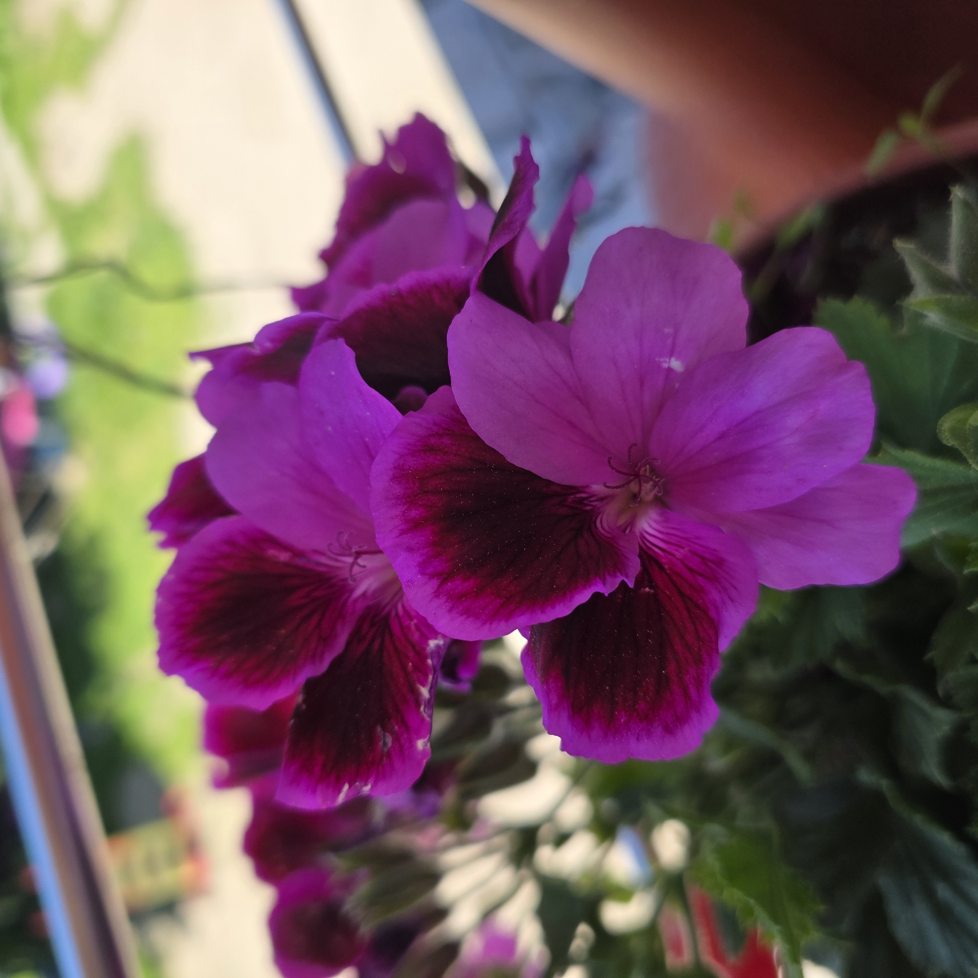 A close-up, high-angle shot captures a cluster of vibrant fuchsia and deep magenta geranium flowers. The petals are delicate, with darker veins radiating from the center of the blooms. Some petals show a fine dusting of pollen or fine debris. The flowers are in focus in the foreground, with the background blurred, suggesting a shallow depth of field.
The background hints at an outdoor setting. A silver-colored railing runs horizontally across the top of the frame. Below the railing, there's a soft focus of green foliage and what appears to be a light-colored surface, possibly a balcony or patio. The overall impression is of a cultivated plant, likely in a pot, placed outdoors. The ambient light suggests it is daytime.
The image is from the city of Smolevo, Bulgaria.