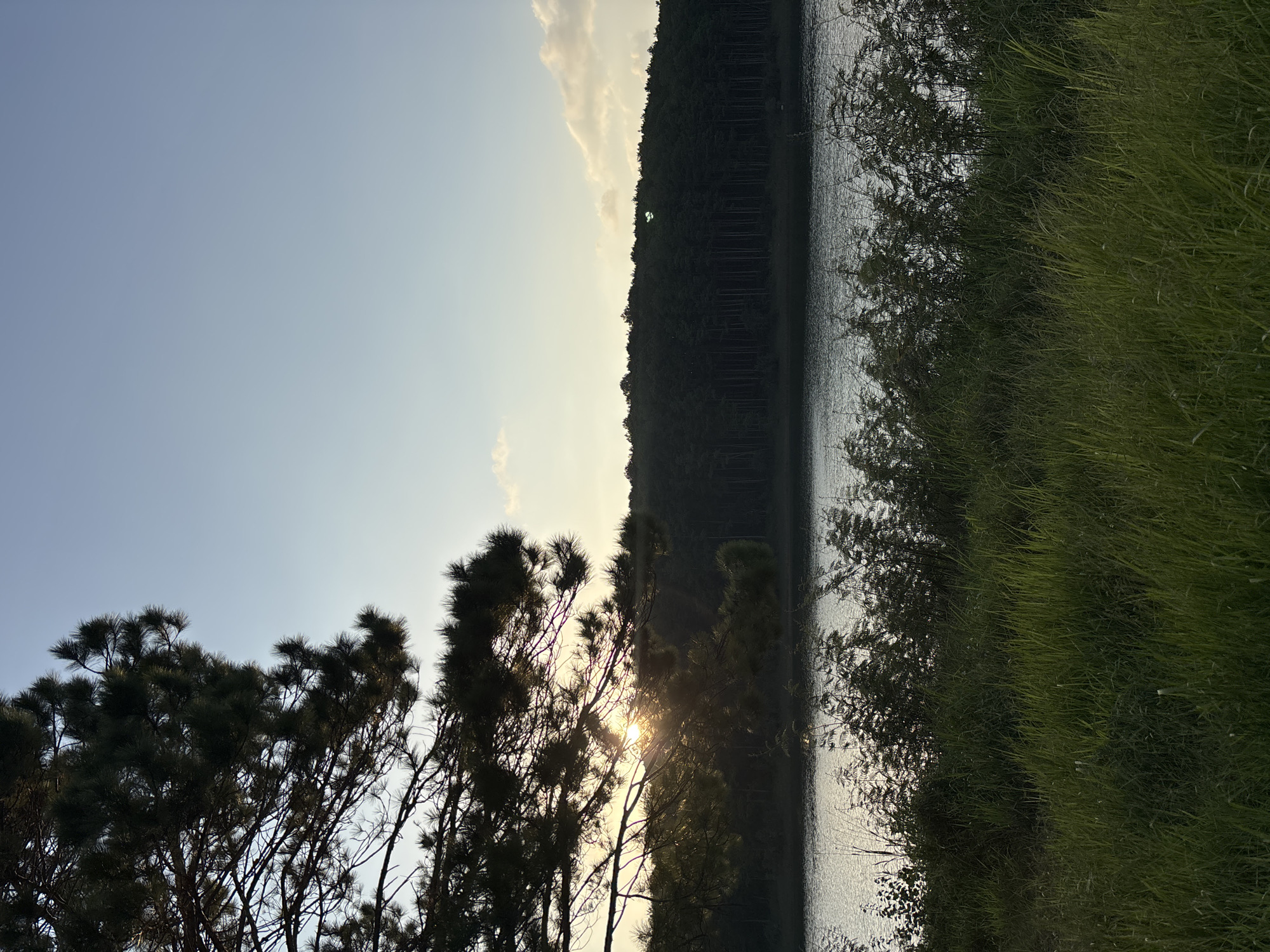 A serene natural landscape in Da Lat, Vietnam features a tranquil lake bordered by a dense forest. In the foreground, lush green grass and bushes thrive, leading to the reflective surface of the water. The sun, partially obscured by the branches of a large pine tree on the left, casts a warm glow across the scene. The sky above is a soft gradient of blue, with a few scattered clouds adding texture. The overall atmosphere is peaceful and idyllic, capturing the beauty of Da Lat's natural surroundings.