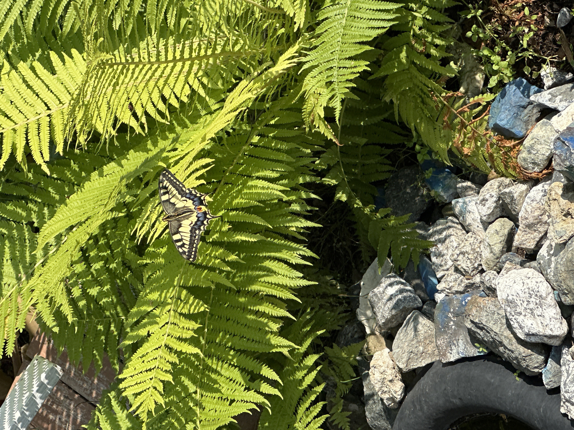 The image shows a close-up of a butterfly perched on a fern. The butterfly is yellow and black with blue markings. The fern is a vibrant green and is in full sunlight. The background is out of focus but appears to be a garden with rocks and other foliage. The scene is illuminated by natural light, suggesting it was taken outdoors during the daytime. There is no indication of the specific location within Uray, Russia.