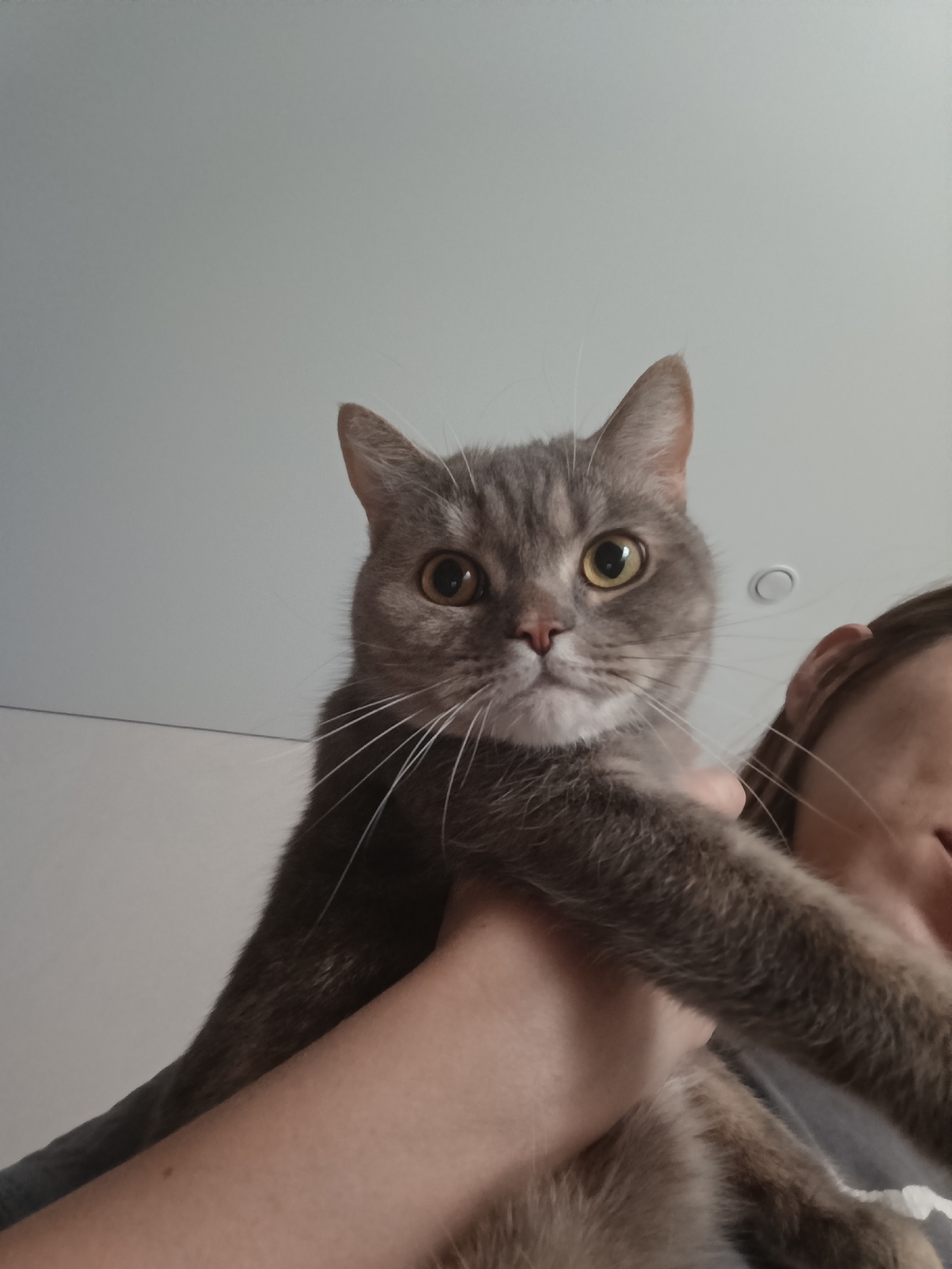 A gray tabby cat with golden eyes is held in someone's arms. The cat's face is the primary focus, with its whiskers prominently displayed. Part of a person's face and ear are visible on the right side of the frame. The background is a plain, light-colored ceiling with a small circular light fixture. There is no indication of the location being Chaikovsky, Russia.