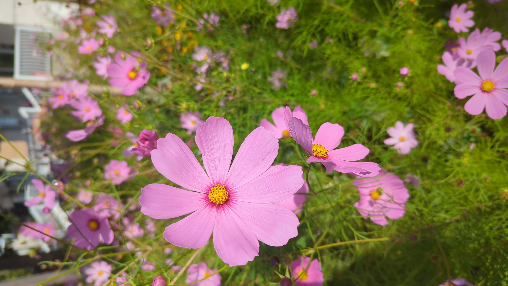 A cluster of pink cosmos flowers are in bloom in a garden setting. The foreground features a large, fully open pink cosmos flower with delicate petals radiating from a bright yellow center. Several other pink cosmos flowers, some in various stages of bloom, are scattered throughout the frame, creating a soft and vibrant display. The flowers are set against a backdrop of lush green foliage. In the blurred background, a building with white railings and some other structures are visible. The scene appears to be a peaceful and natural outdoor environment, possibly a park or a residential garden.