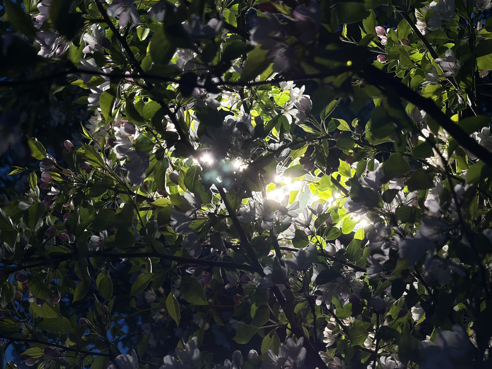 The image shows branches of a blossoming tree against the sunlight. The flowers appear to be white or light pink. The leaves are green, and sunlight filters through the foliage, creating bright spots and shadows. The photograph appears to be taken from a low angle, looking up into the tree. Location is not provided in the image.