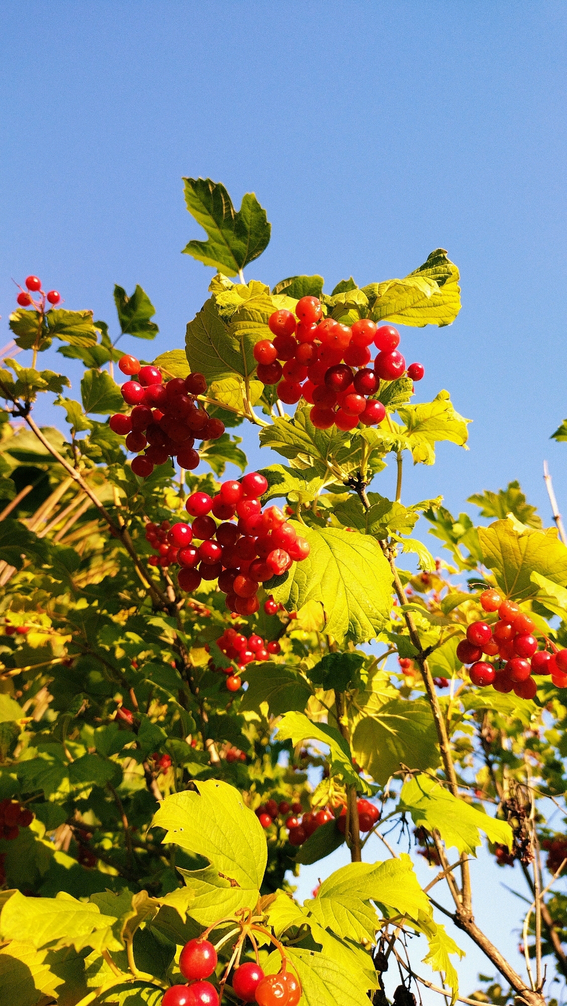 This is a vertical, low-angle, close-up shot of ripening red viburnum berries and bright green leaves against a clear blue sky. The berries are clustered on branches, some appearing fully ripe and glossy, others still developing. The leaves are broad and lobed, with some showing a yellowish hue, suggesting autumn colors. The scene is illuminated by bright sunlight, casting dappled shadows and highlighting the textures of the berries and leaves. The image captures a moment of natural abundance, focusing on the details of the plant and its fruit. No people or urban elements are visible, suggesting a natural setting within a park or garden.