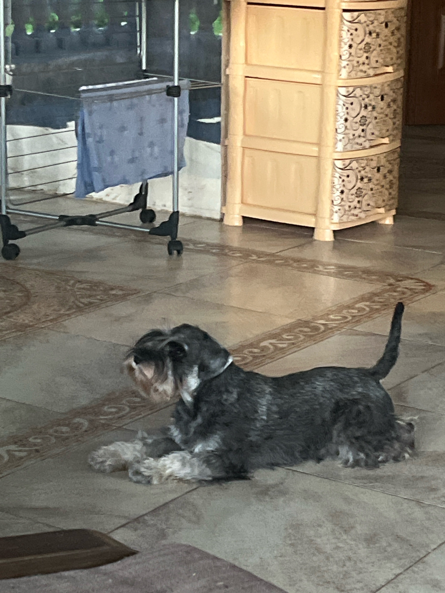 A grey miniature schnauzer is lying on a tiled floor. The dog has black and white fur and a bushy beard. It is looking to the left of the frame. In the background, there is a laundry rack with a blue towel hanging on it, and a cream-colored chest of drawers with decorative patterns on its drawers. The floor has a tiled pattern with an ornate border. The scene is indoors, likely in a residential setting. There is no indication of the location being specifically in Vladimirovka, Russia.
