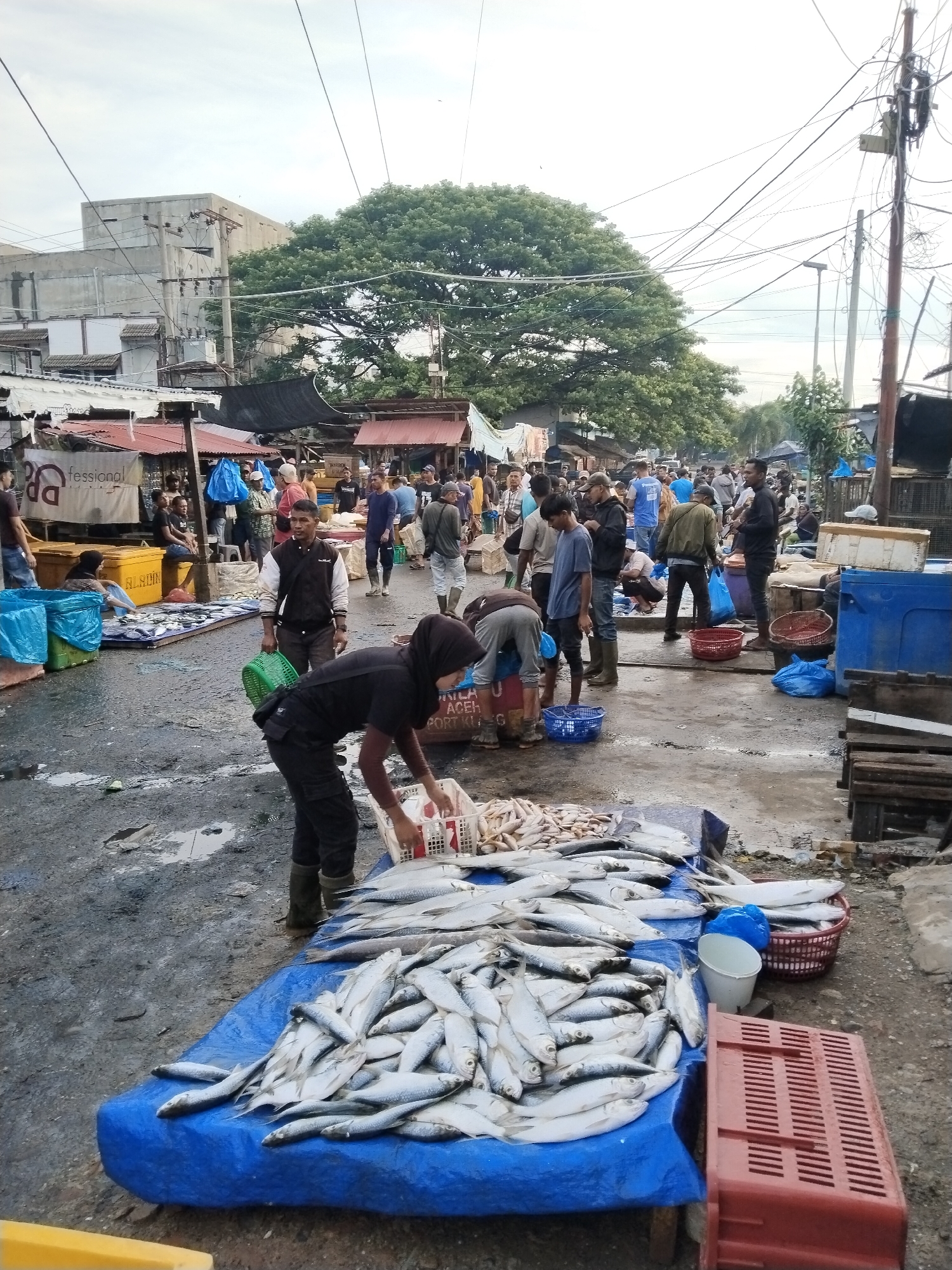 This image depicts an outdoor fish market in the city of Lhokseumawe, Indonesia. The scene is crowded with people, stalls, and a significant amount of fresh fish. In the foreground, a woman wearing a hijab and black clothing is sorting through a white basket filled with fish. She is standing next to a large pile of fresh fish displayed on a blue tarp spread across the ground. Several other people are visible in the background, engaged in activities typical of a market, such as selling, buying, and transporting goods. Some are carrying baskets or bags, and others are gathered around stalls. The market appears to be on a paved surface that is wet and shows signs of wear, indicative of a bustling commercial area. Buildings and trees are visible in the background, along with numerous overhead wires, suggesting an urban environment. The sky is overcast. The overall impression is of a vibrant, active marketplace.