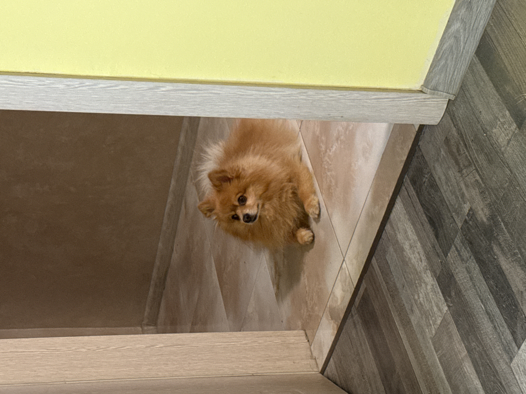 A Pomeranian dog with orange fur is lying on a tiled floor, looking to the left. The dog is in an entryway, with a wooden door frame and a light yellow wall visible. The floor is made of beige tiles. The background consists of a brown wall. The scene is indoors and does not depict any elements specific to the city of Plovdiv, Bulgaria.