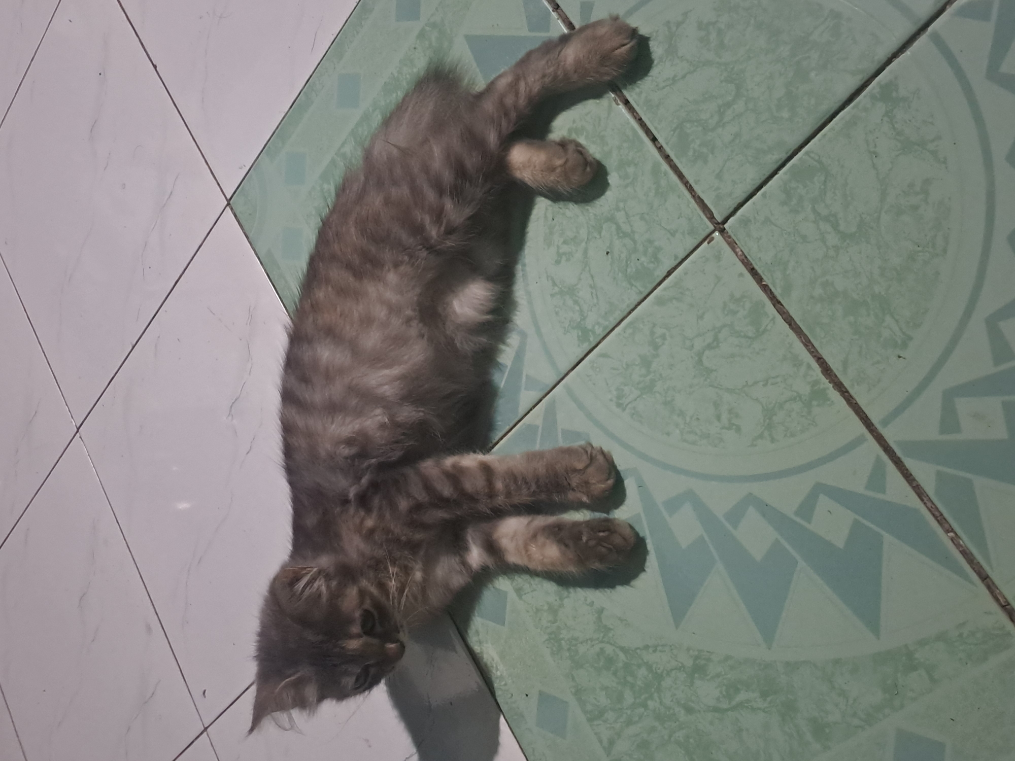 A domestic cat is lying on a tiled floor. The cat is light brown with darker stripes and has long fur. The floor is tiled with white and light green tiles. The white tiles are arranged in a grid pattern, while the light green tiles have a geometric pattern. The scene appears to be indoors. The image was taken at night in the city of Sumberejo, Indonesia.