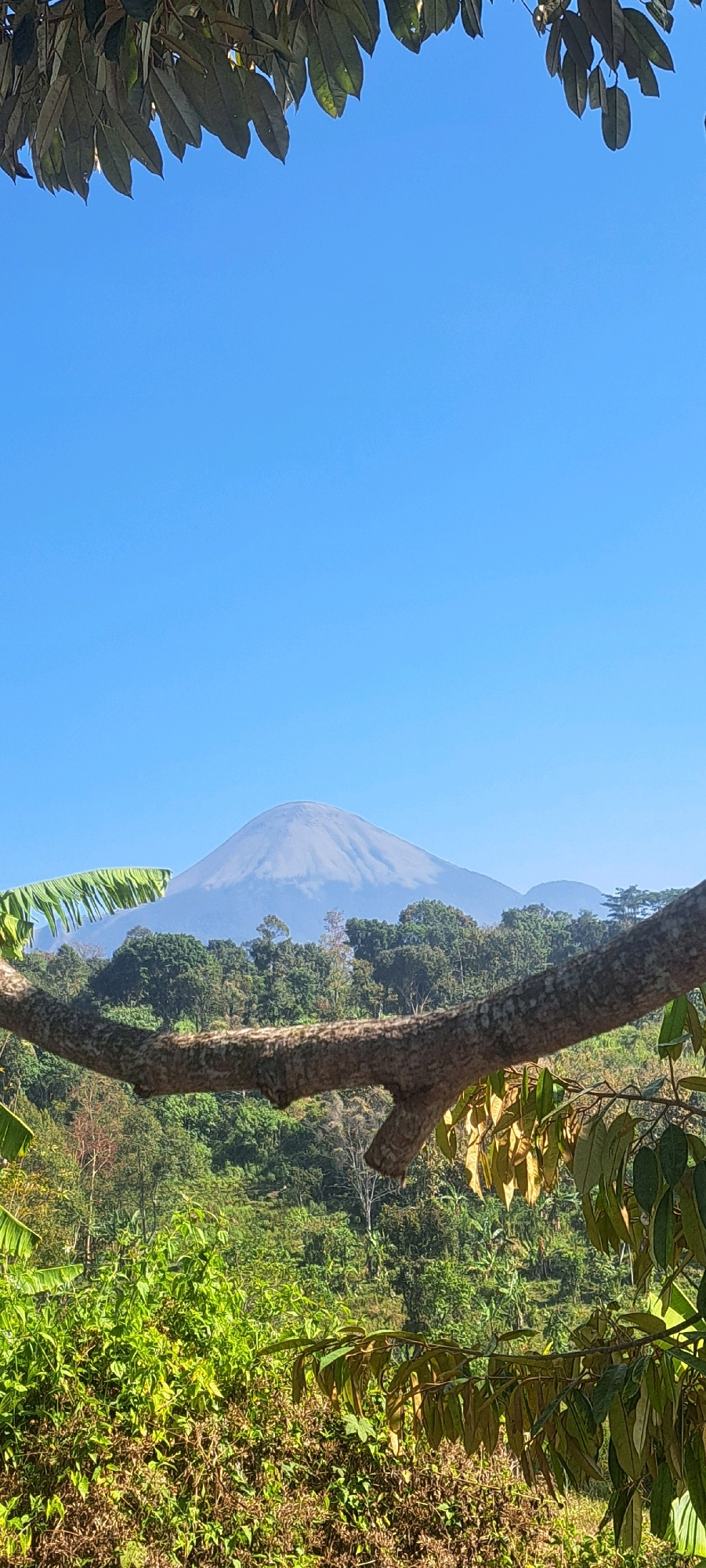 The image displays a scenic view of Mount Semeru, a stratovolcano in East Java, Indonesia, viewed from the city of Sekarjoho. The foreground features a tree branch with green leaves and a textured bark, partially obscuring the landscape. Behind the branch, lush green vegetation covers the rolling hills, suggesting a rural or natural setting. In the distance, the majestic Mount Semeru rises, its peak visible against a clear blue sky. The overall impression is one of natural beauty and tranquility.